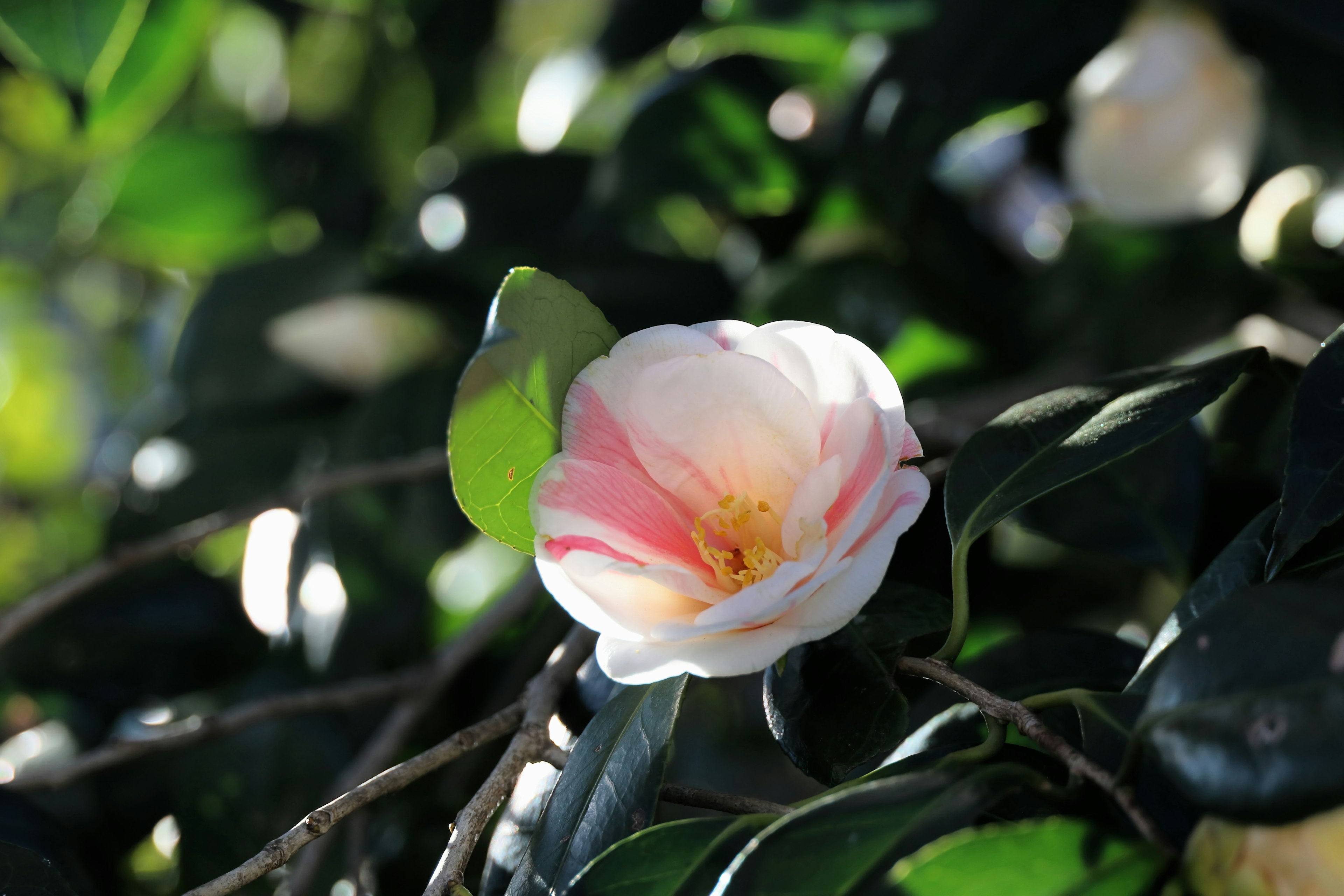 A pale pink flower surrounded by green leaves