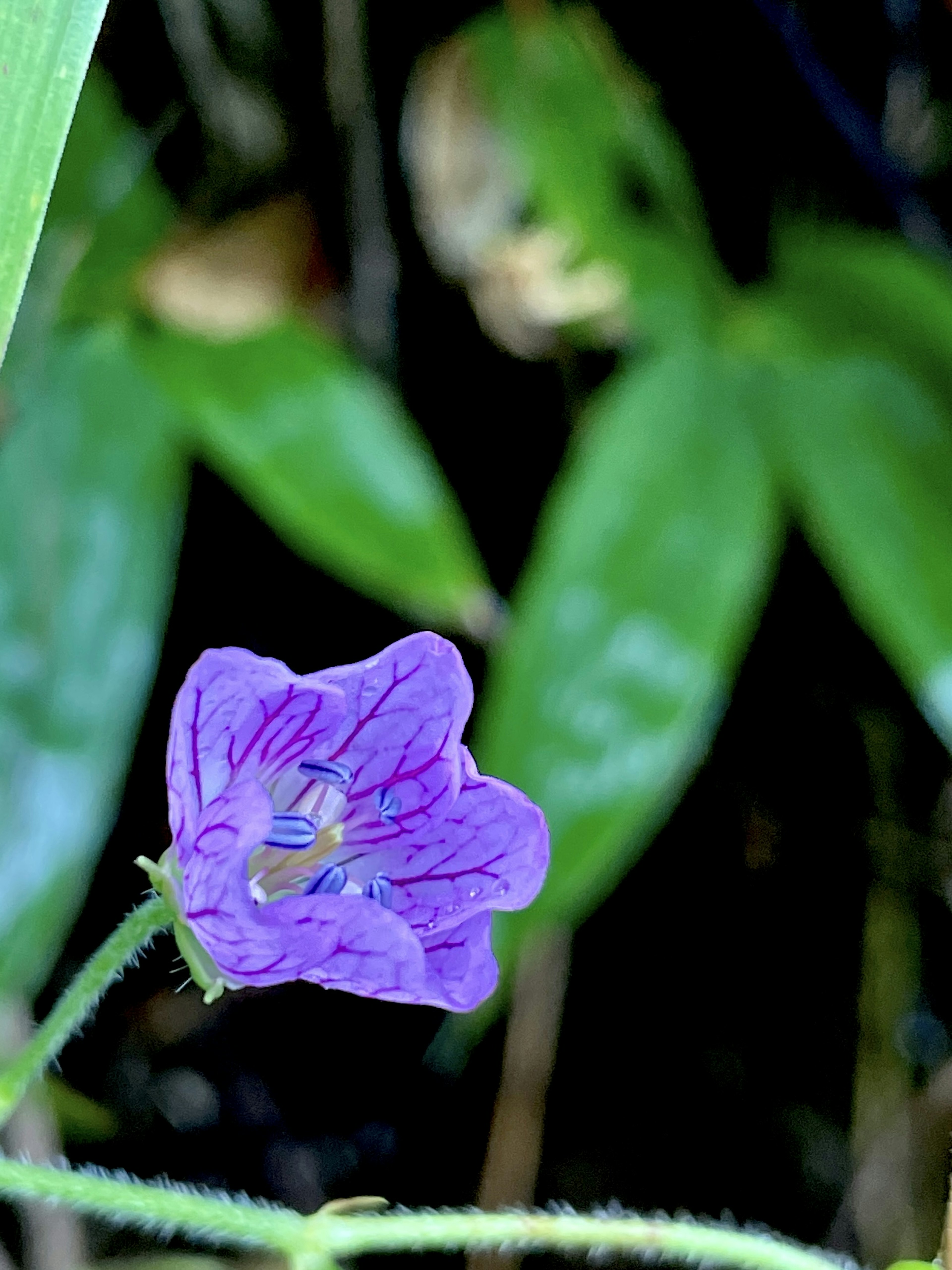 Purple flower with intricate details against green foliage background