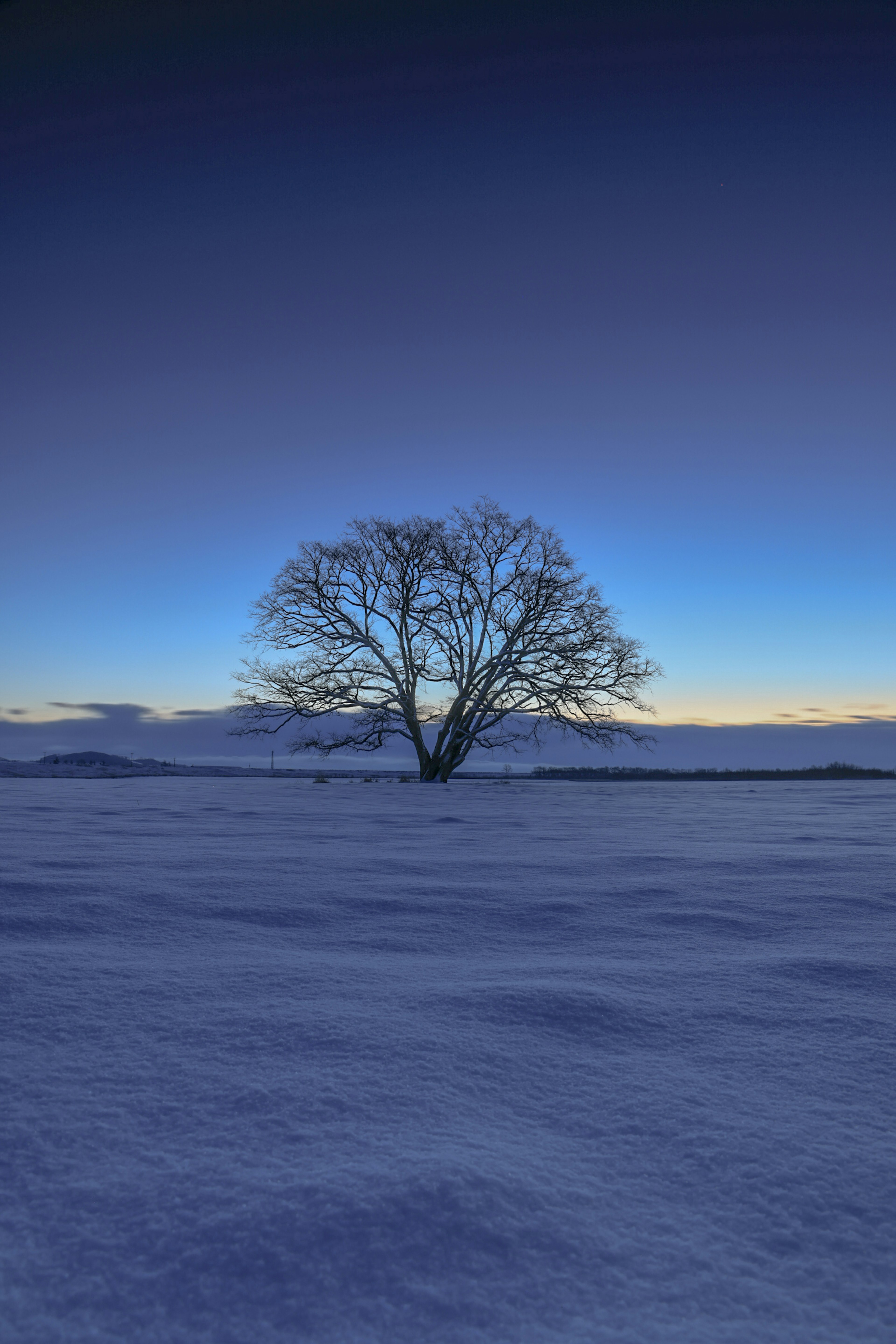 Árbol solitario en una llanura nevada bajo un cielo azul en degradé