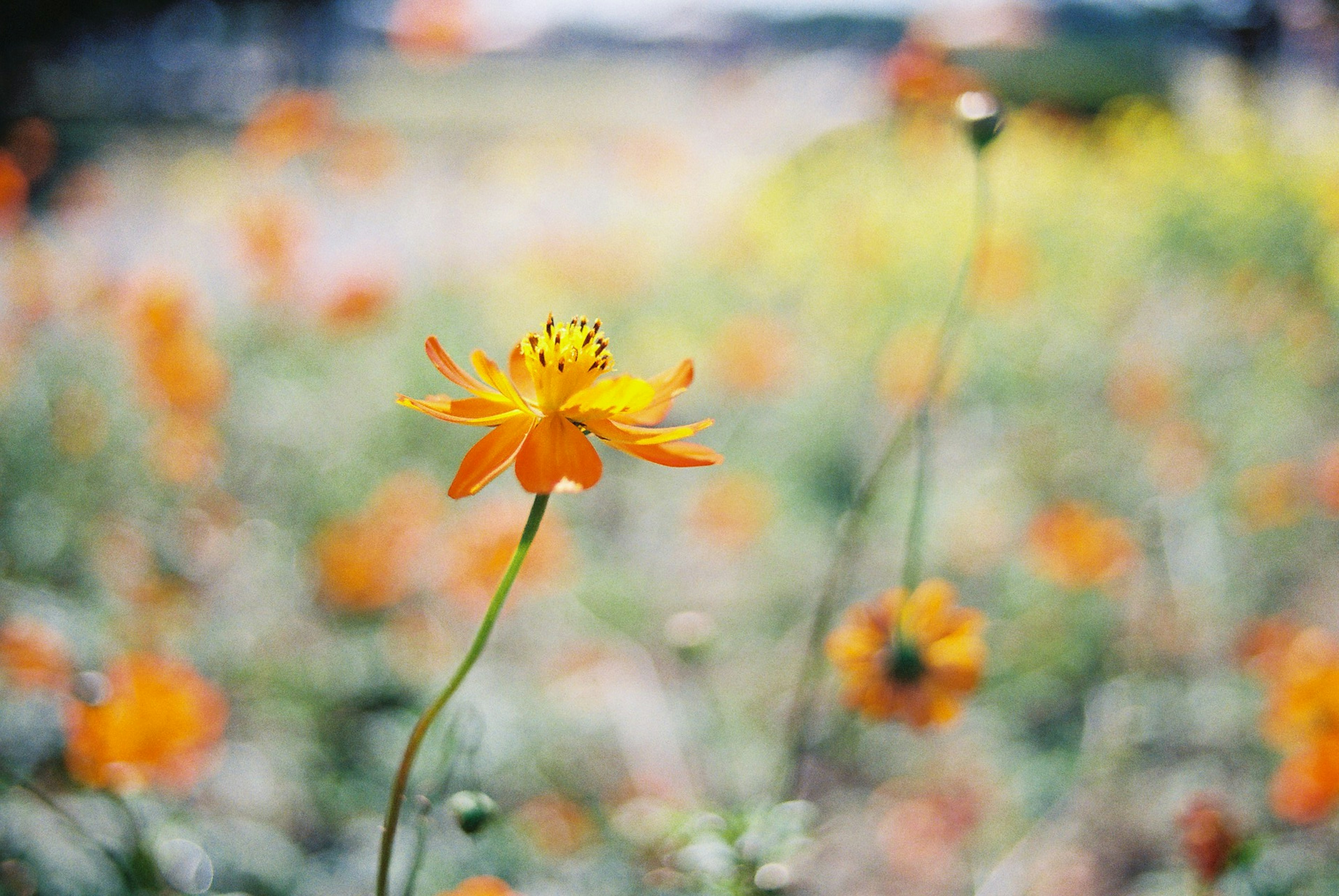 鮮やかなオレンジ色の花が咲いている風景の中で、一輪の花が前景にあり、柔らかな光が当たっている