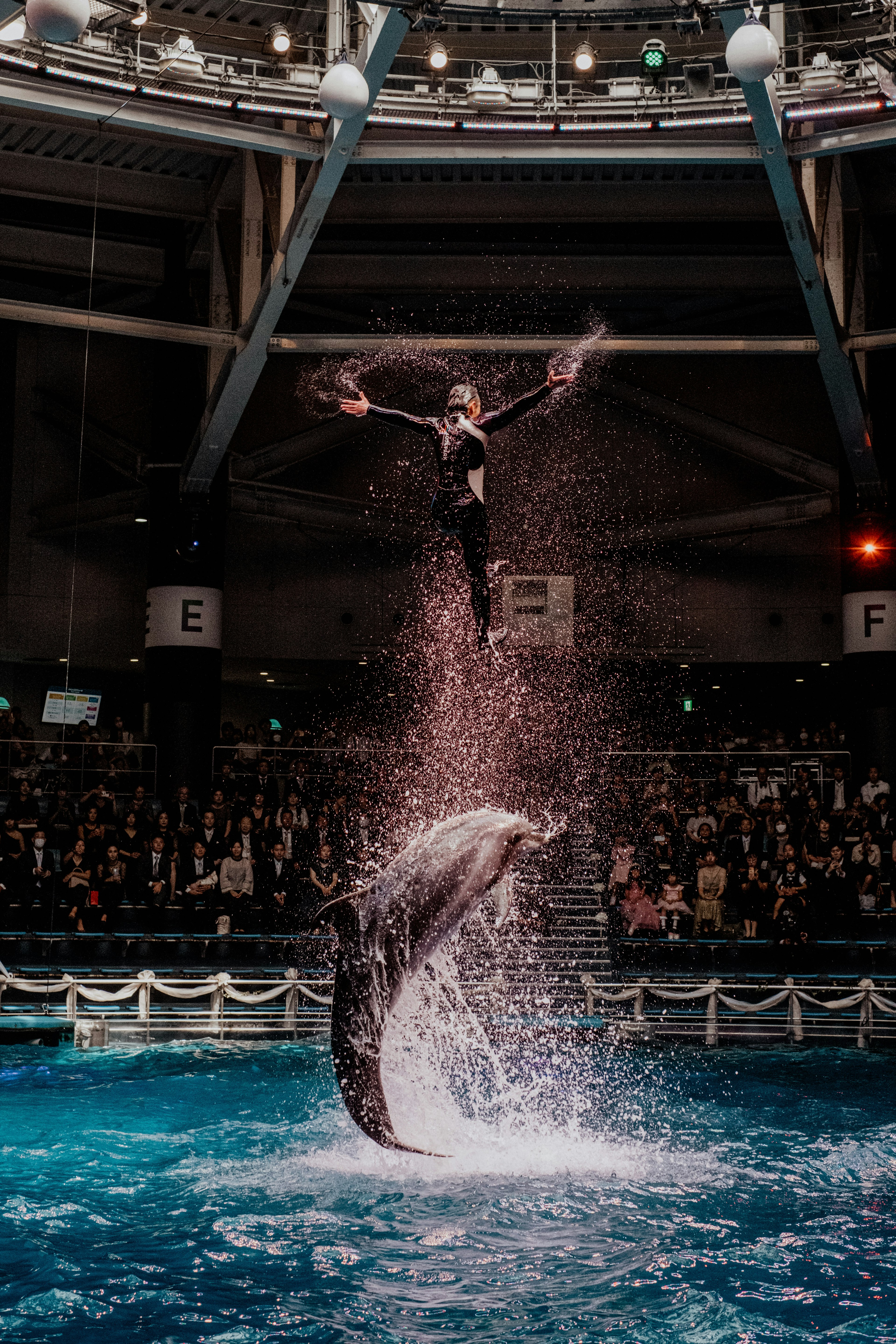 Ein Delfin und ein Künstler springen in einer Wassershow