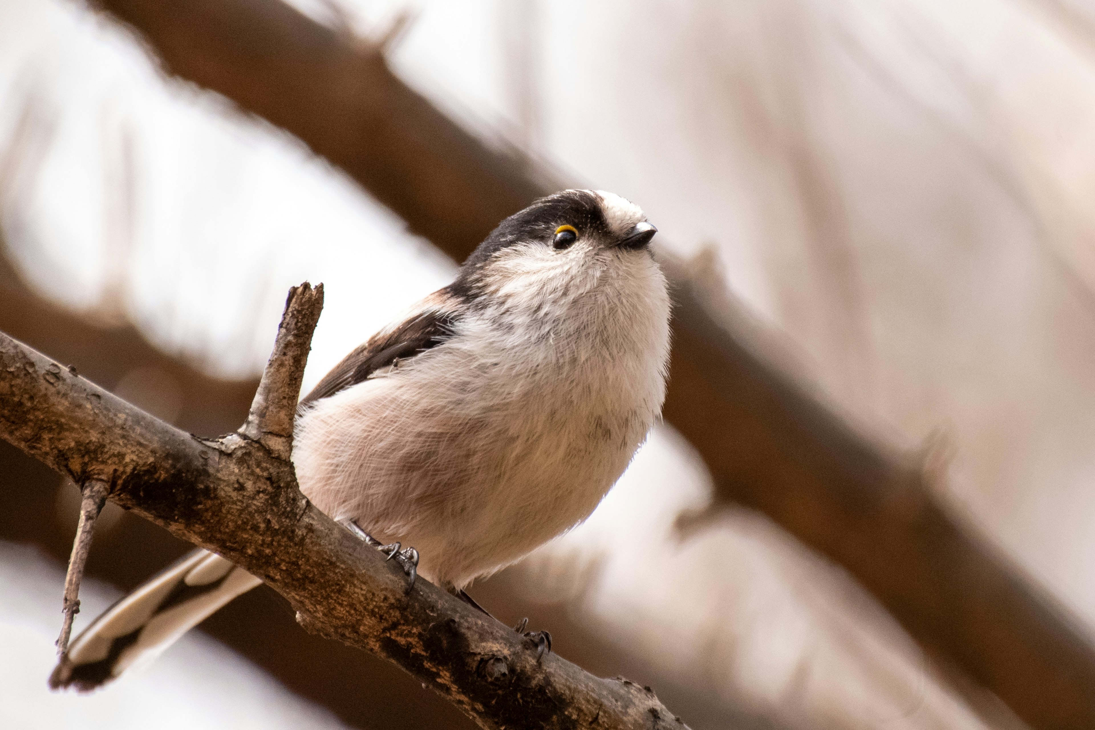 Un petit oiseau perché sur une branche