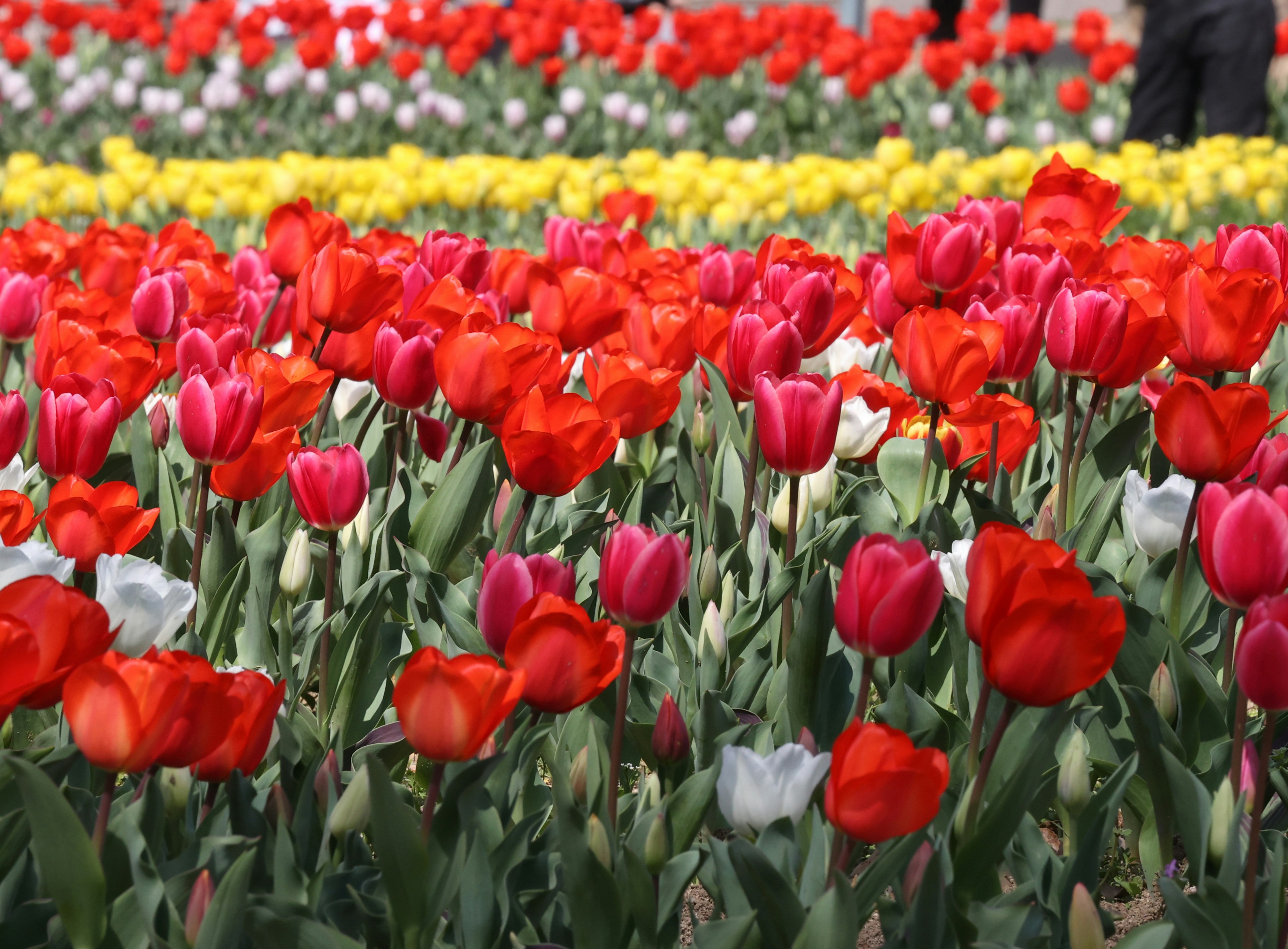 Cánh đồng hoa tulip rực rỡ với hoa tulip đỏ hoa tulip hồng và hoa tulip trắng có hàng hoa vàng ở phía sau