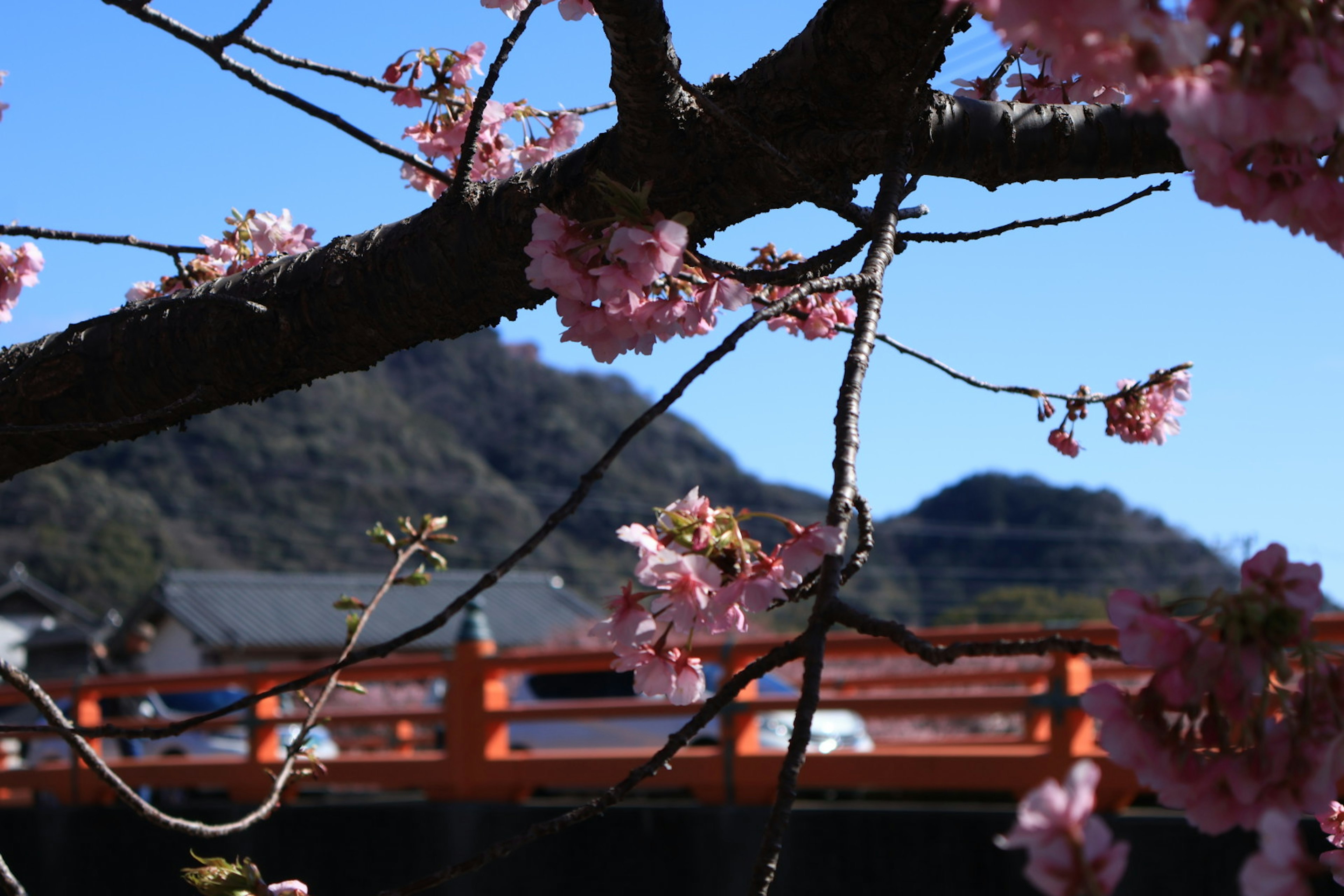 Ramas de cerezo en flor con flores rosas y un puente naranja al fondo