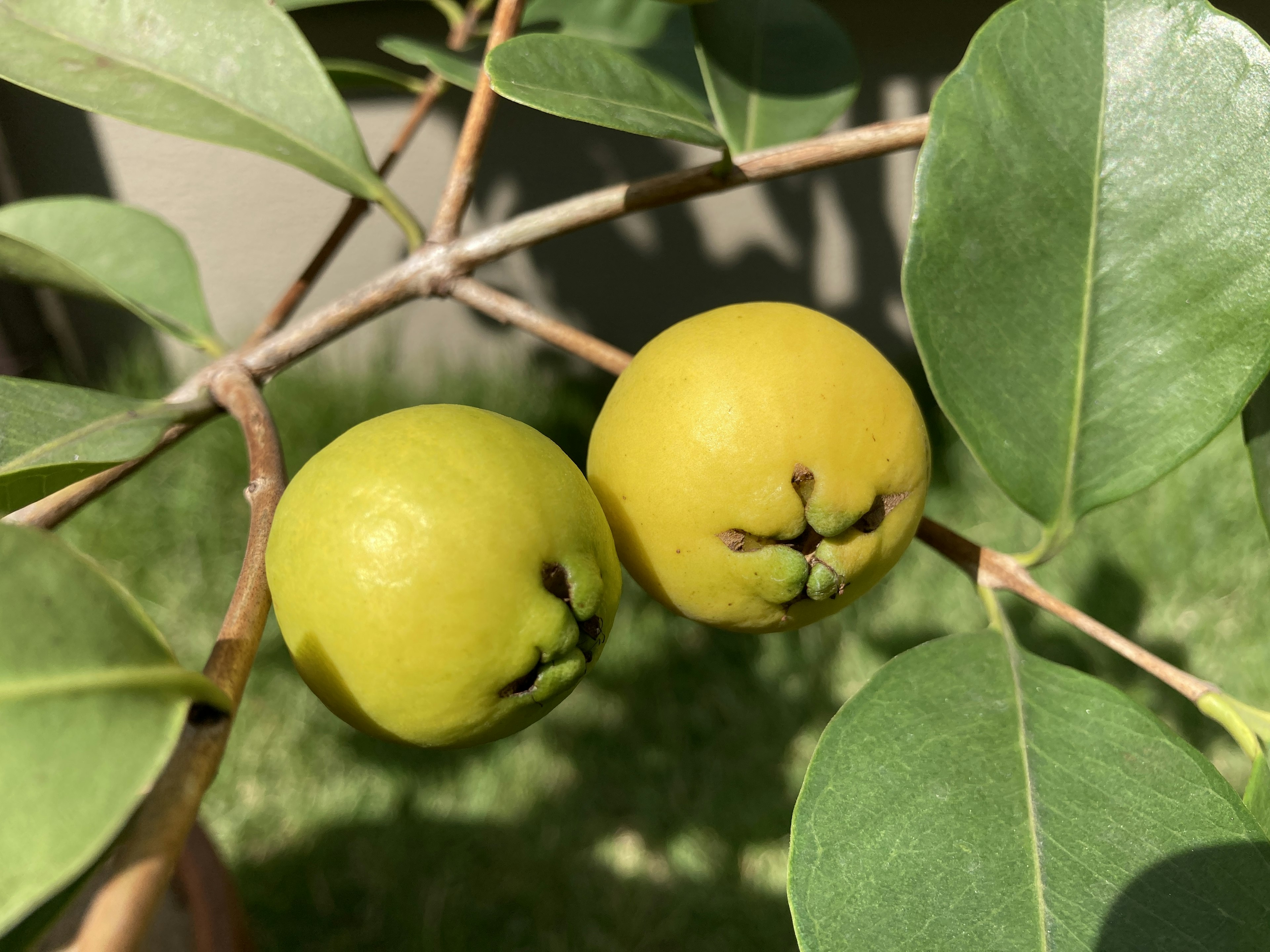 Two yellow fruits on a branch among green leaves