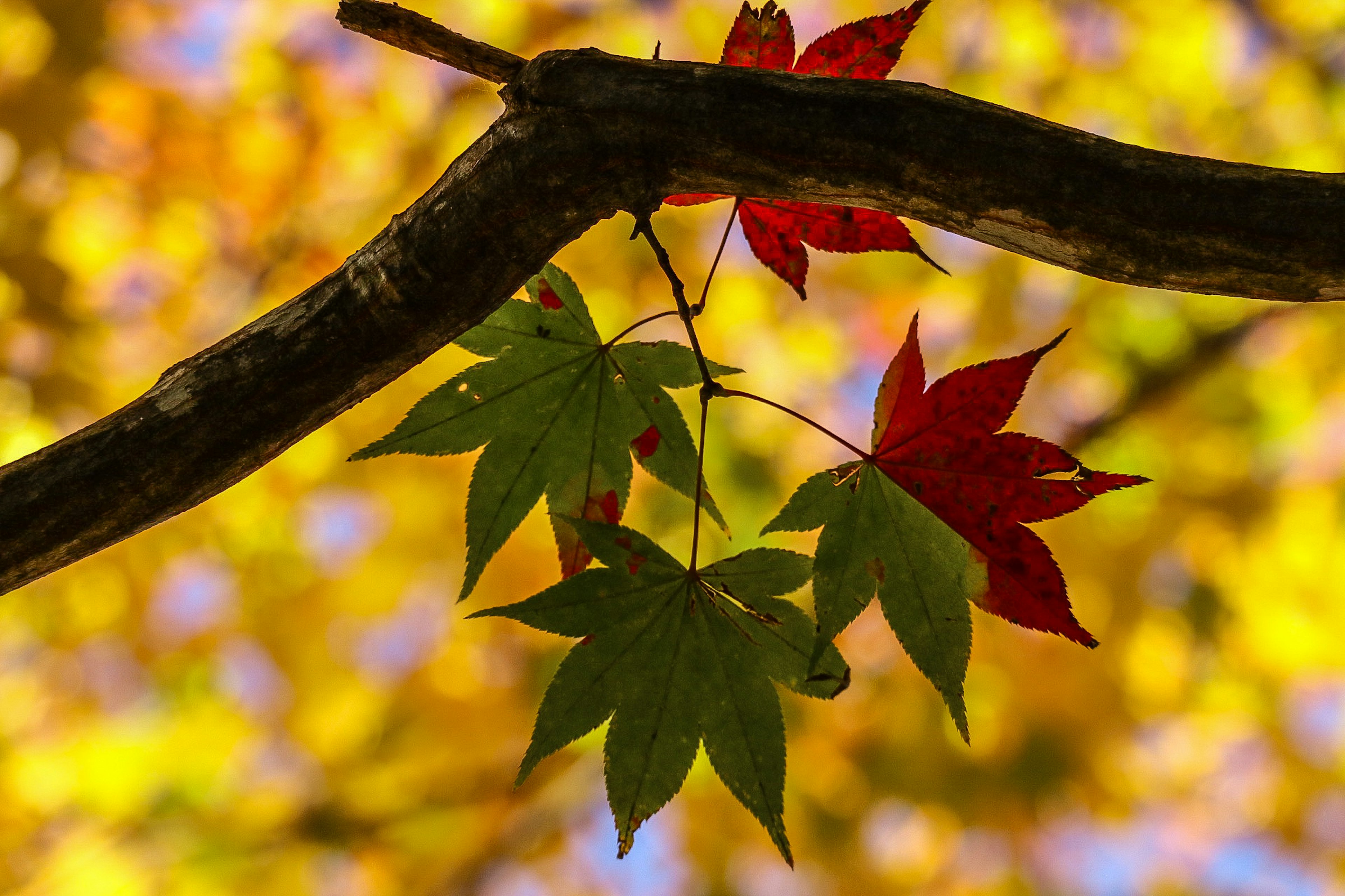 Ramo con foglie rosse e verdi su uno sfondo autunnale