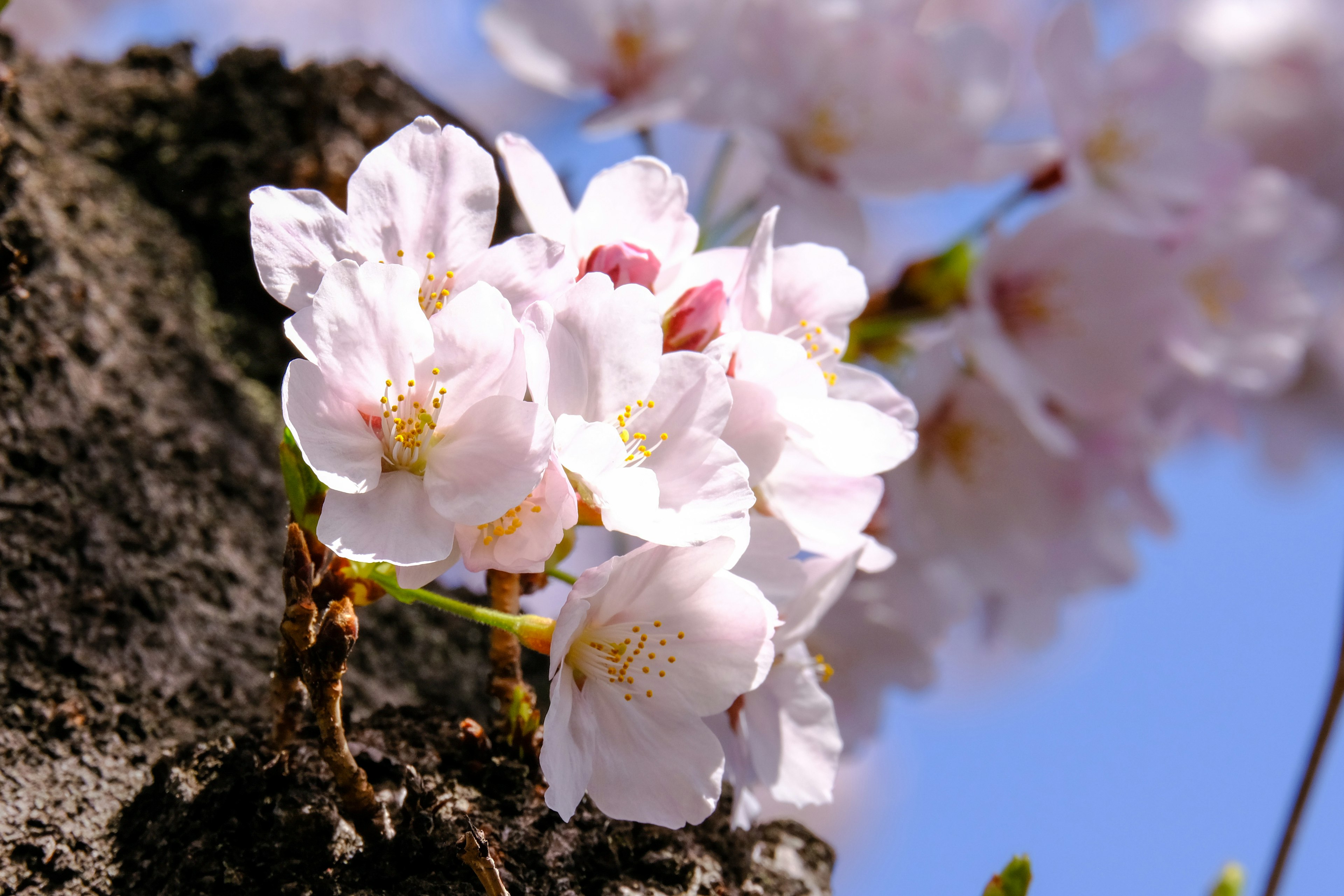 Fiori di ciliegio che sbocciano sotto un cielo blu