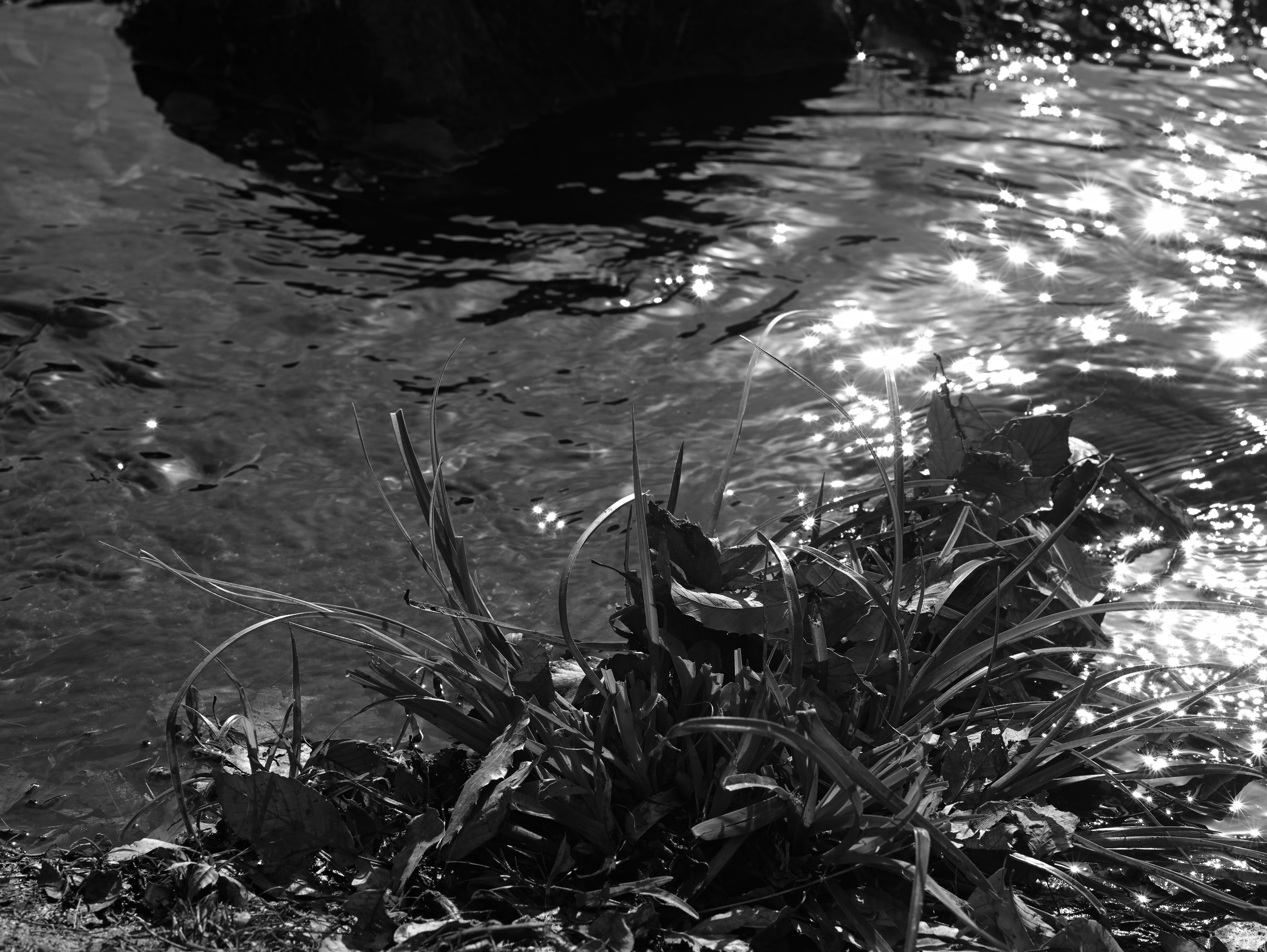 Schwarzweißbild von schimmerndem Wasser, das Licht mit Gras reflektiert