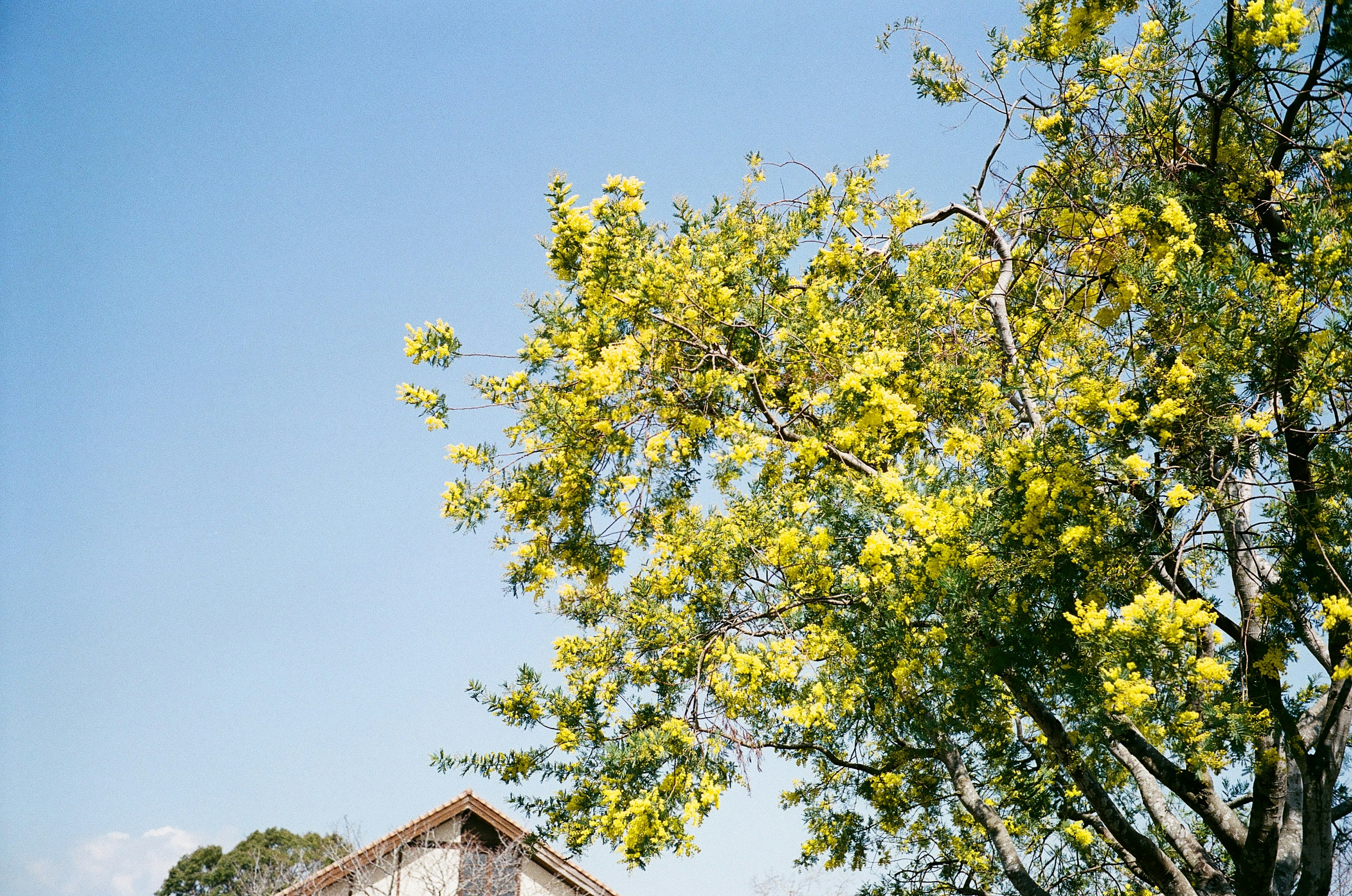 Ein Baum mit gelben Blumen unter einem blauen Himmel und einem Teil eines Hauses