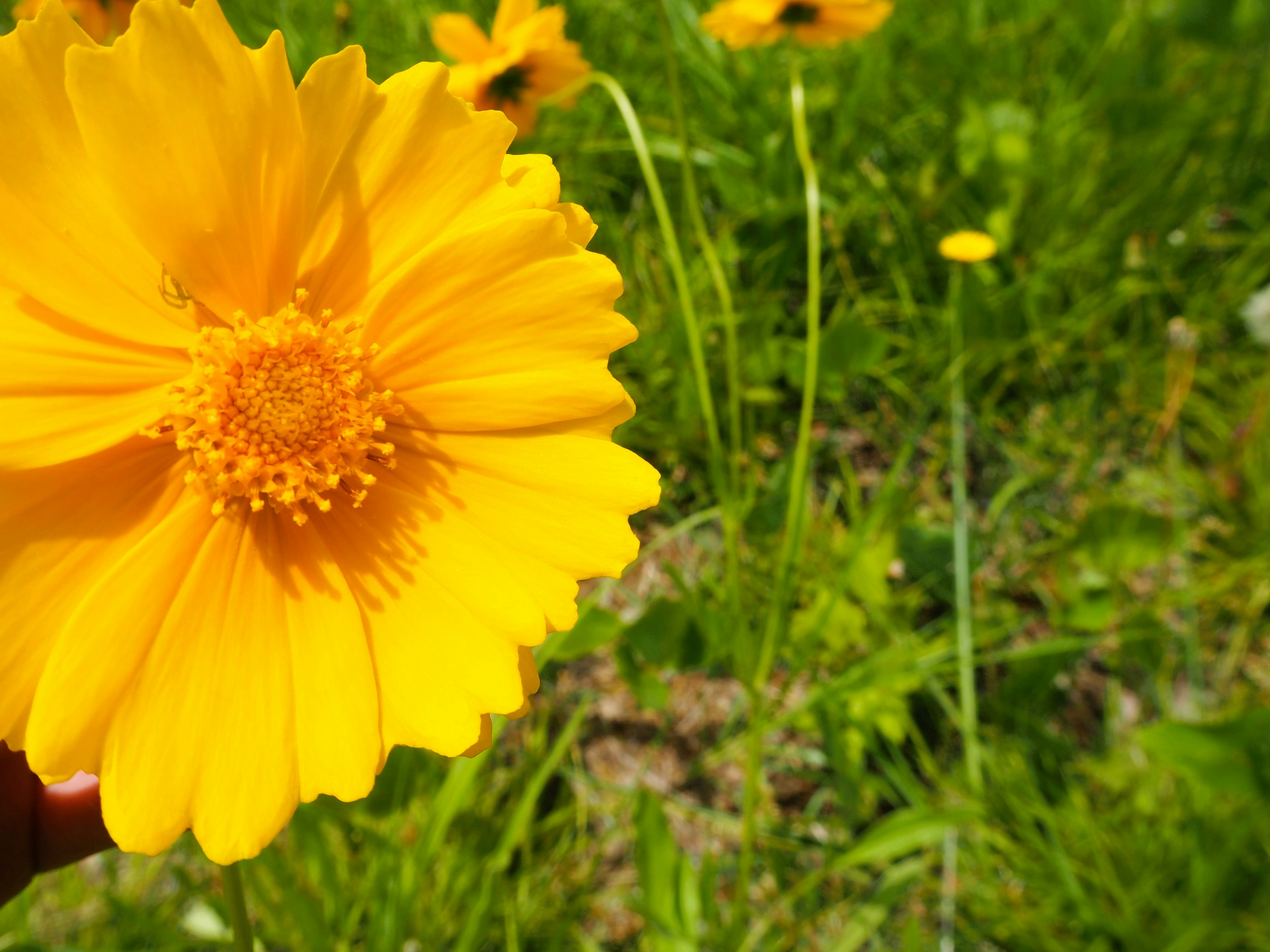 A vibrant yellow flower held in hand with green grass in the background