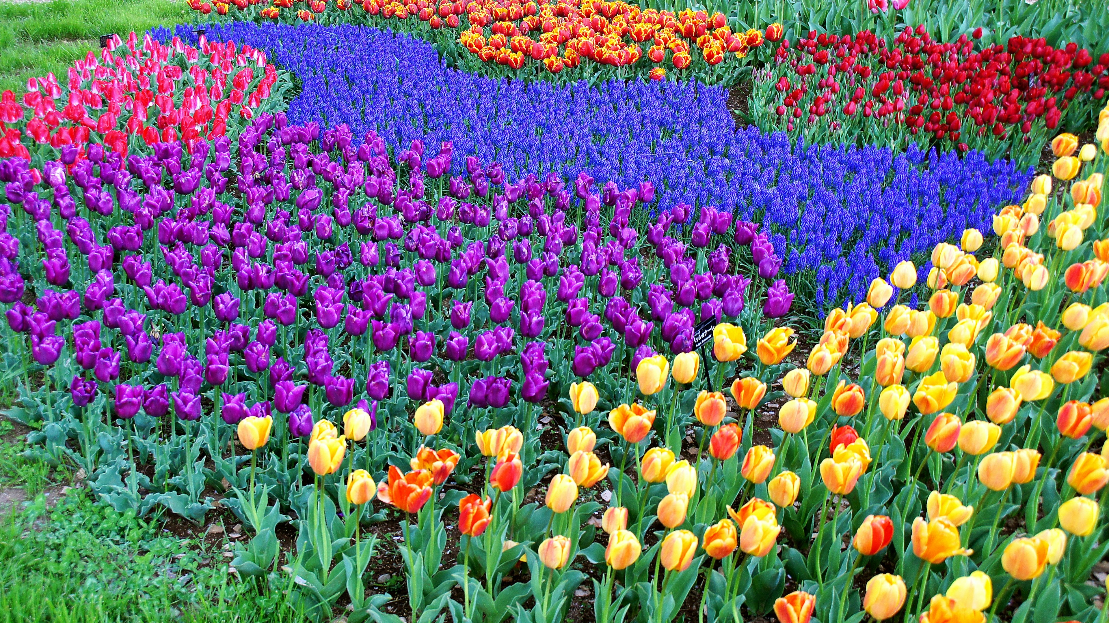 Lebendiger Tulpengarten mit lila orange roten und gelben Blumen