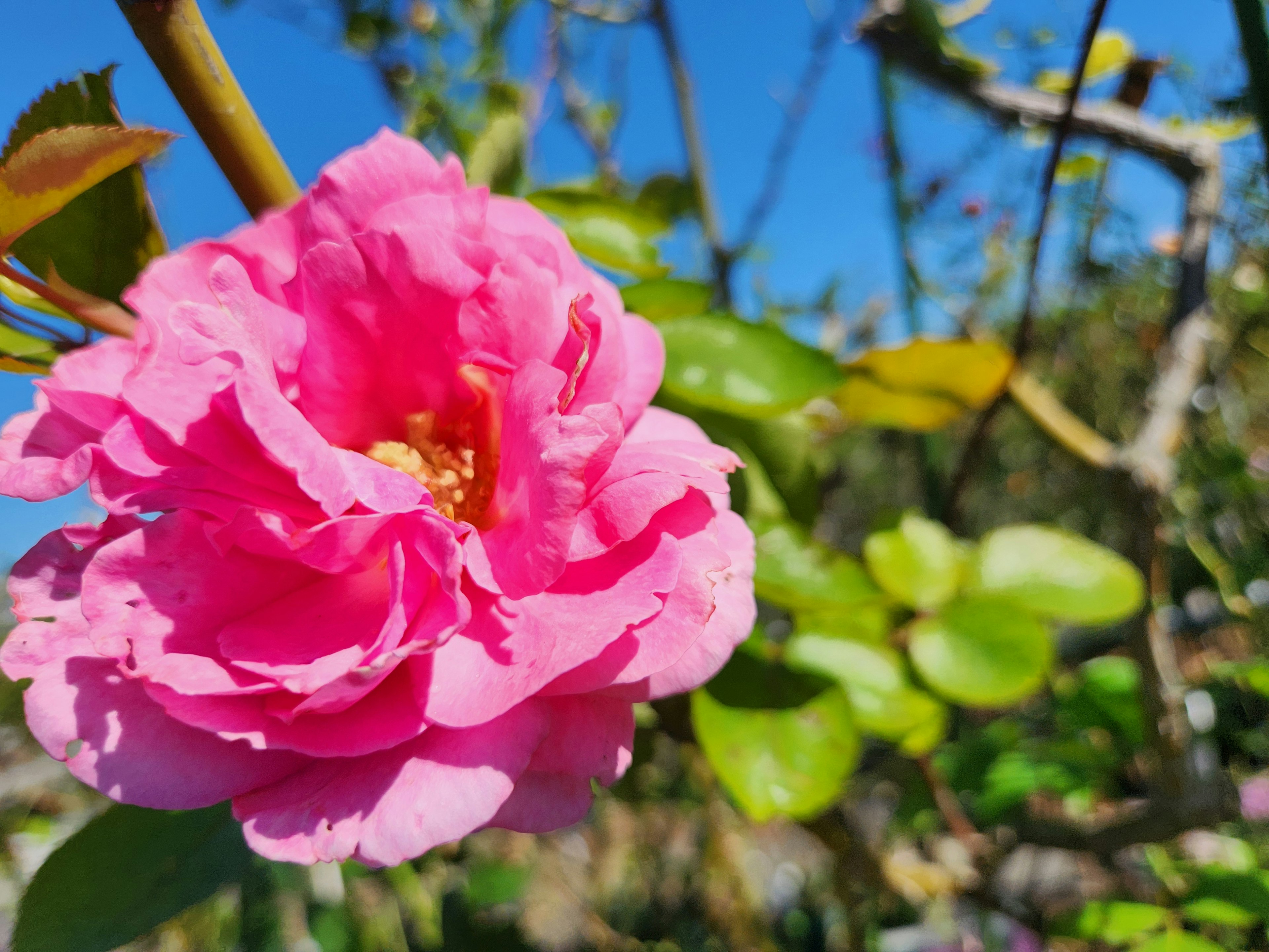 ピンクの花が青い空を背景に咲いている