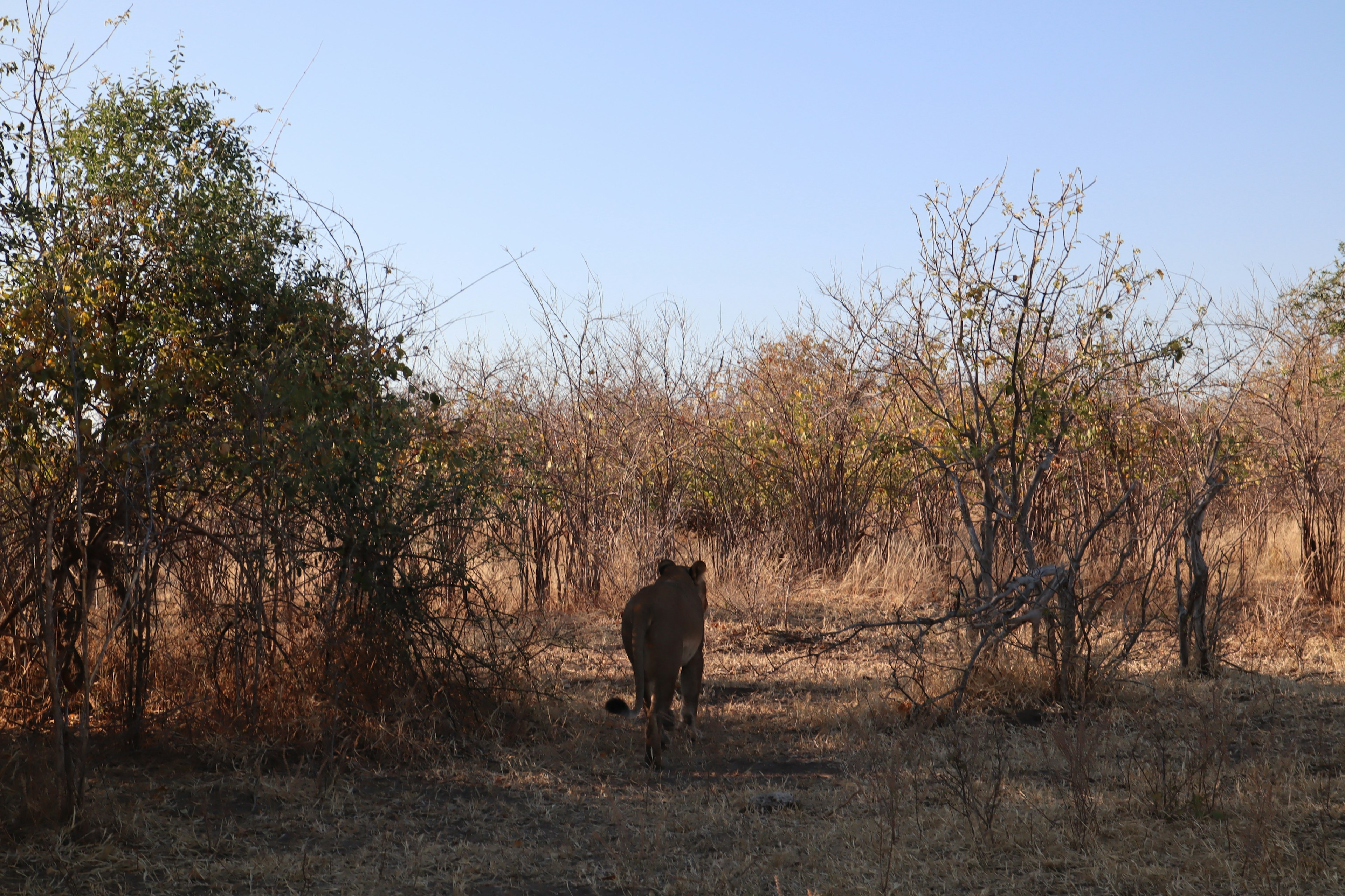 Lion walking through dry grassland with sparse vegetation