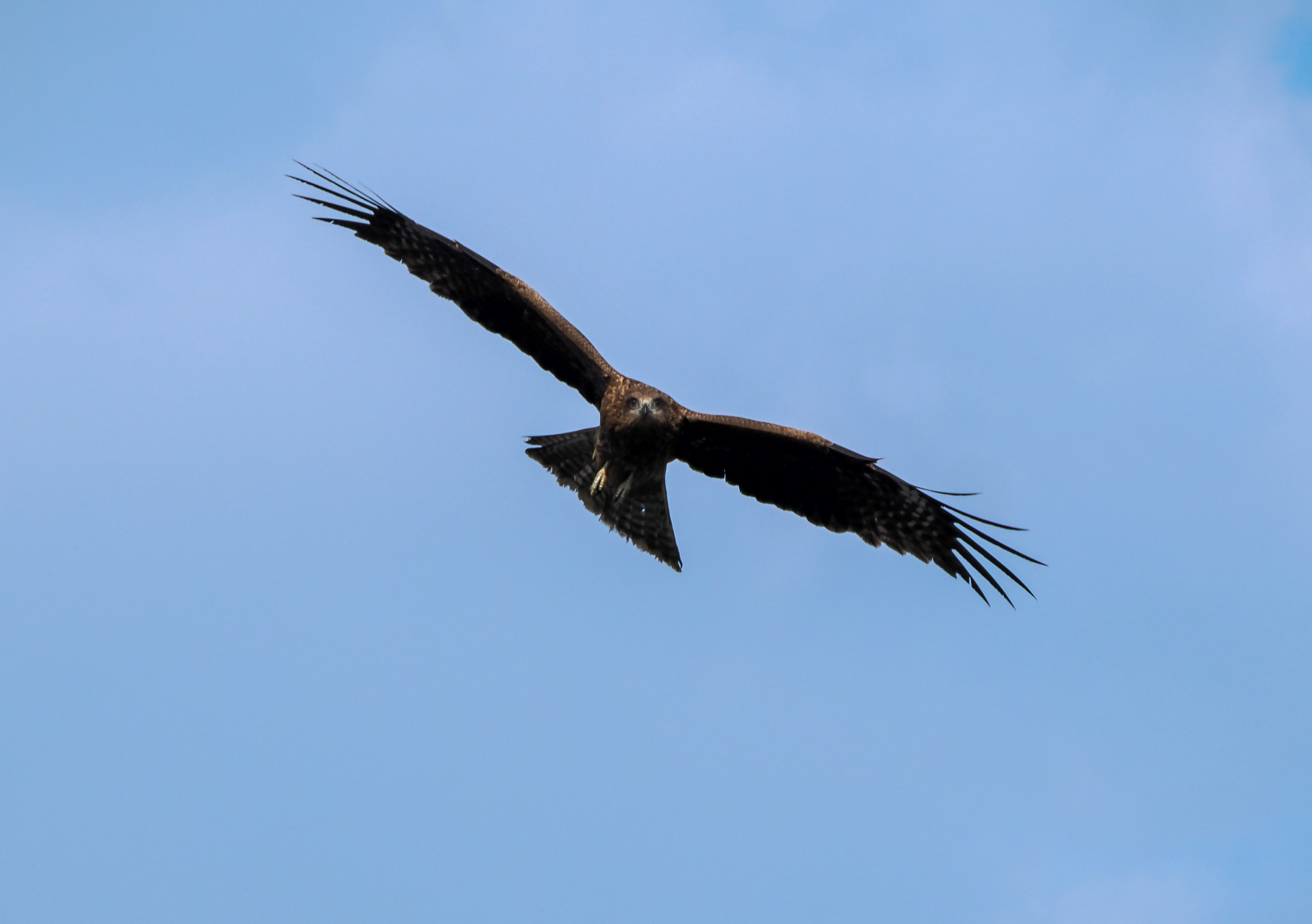 Aquila che vola con le ali spiegate contro un cielo blu