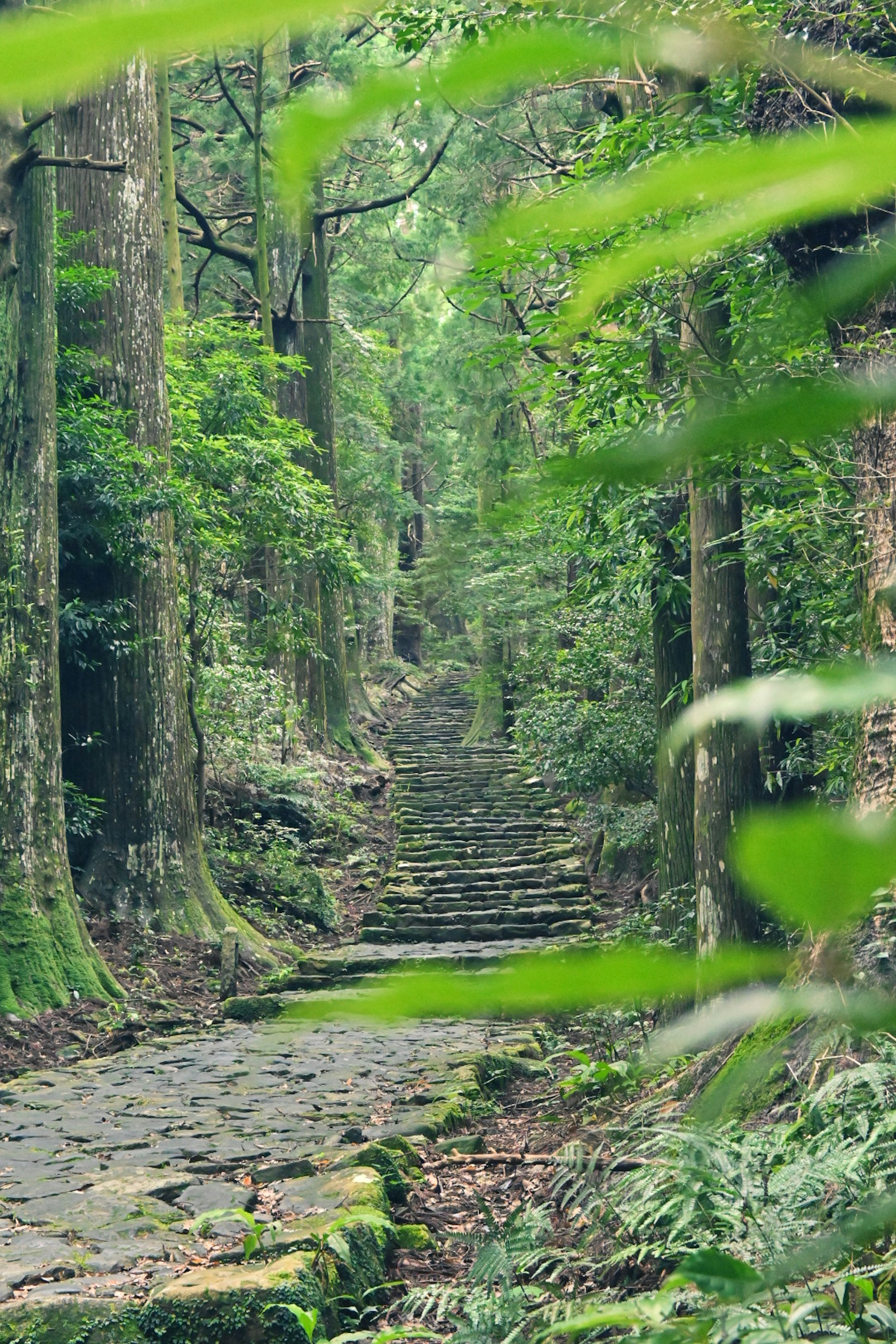 Escaleras de piedra que conducen a través de un bosque verde