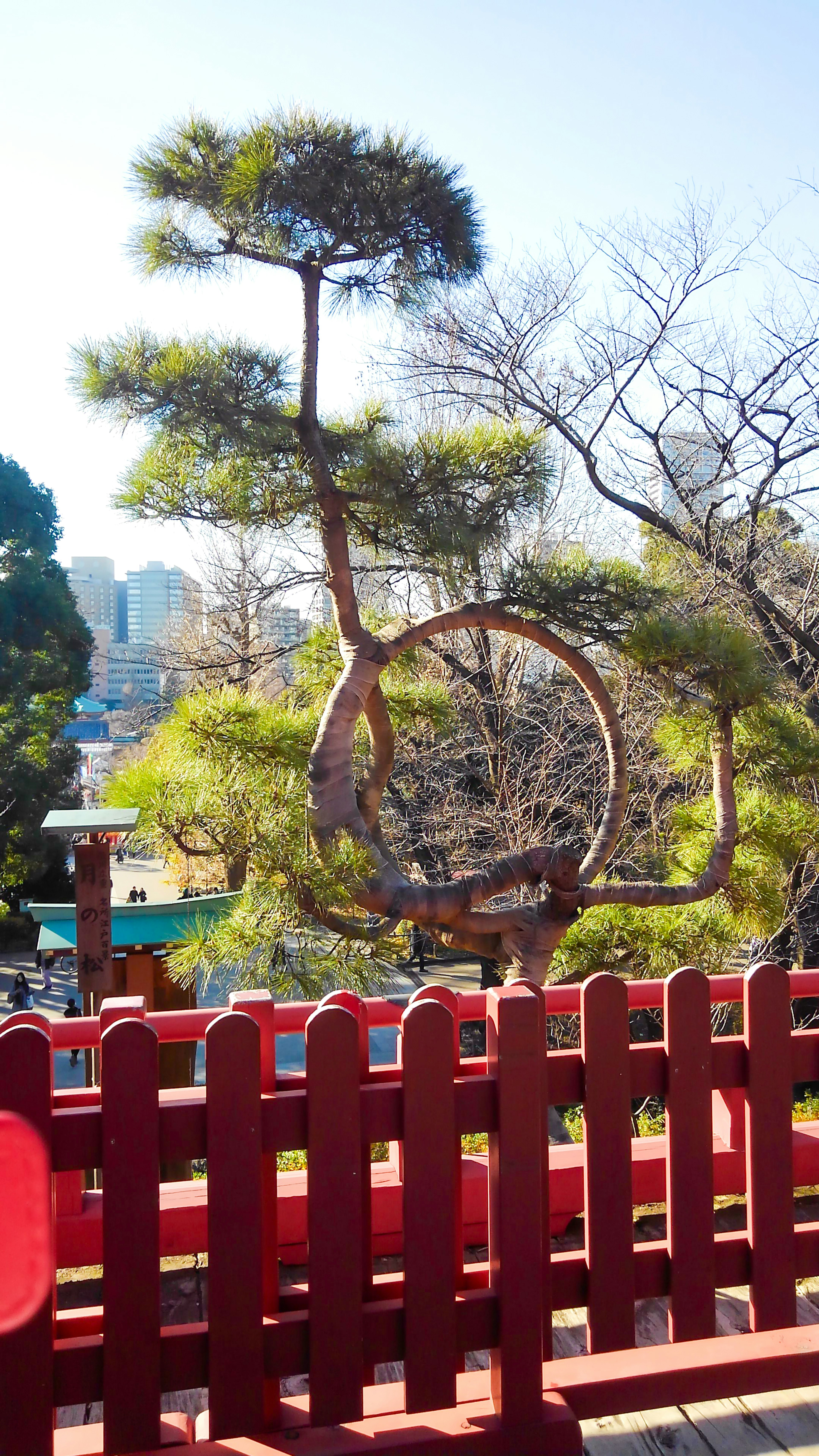 Árbol de pino de forma única detrás de una cerca roja con un paisaje urbano al fondo