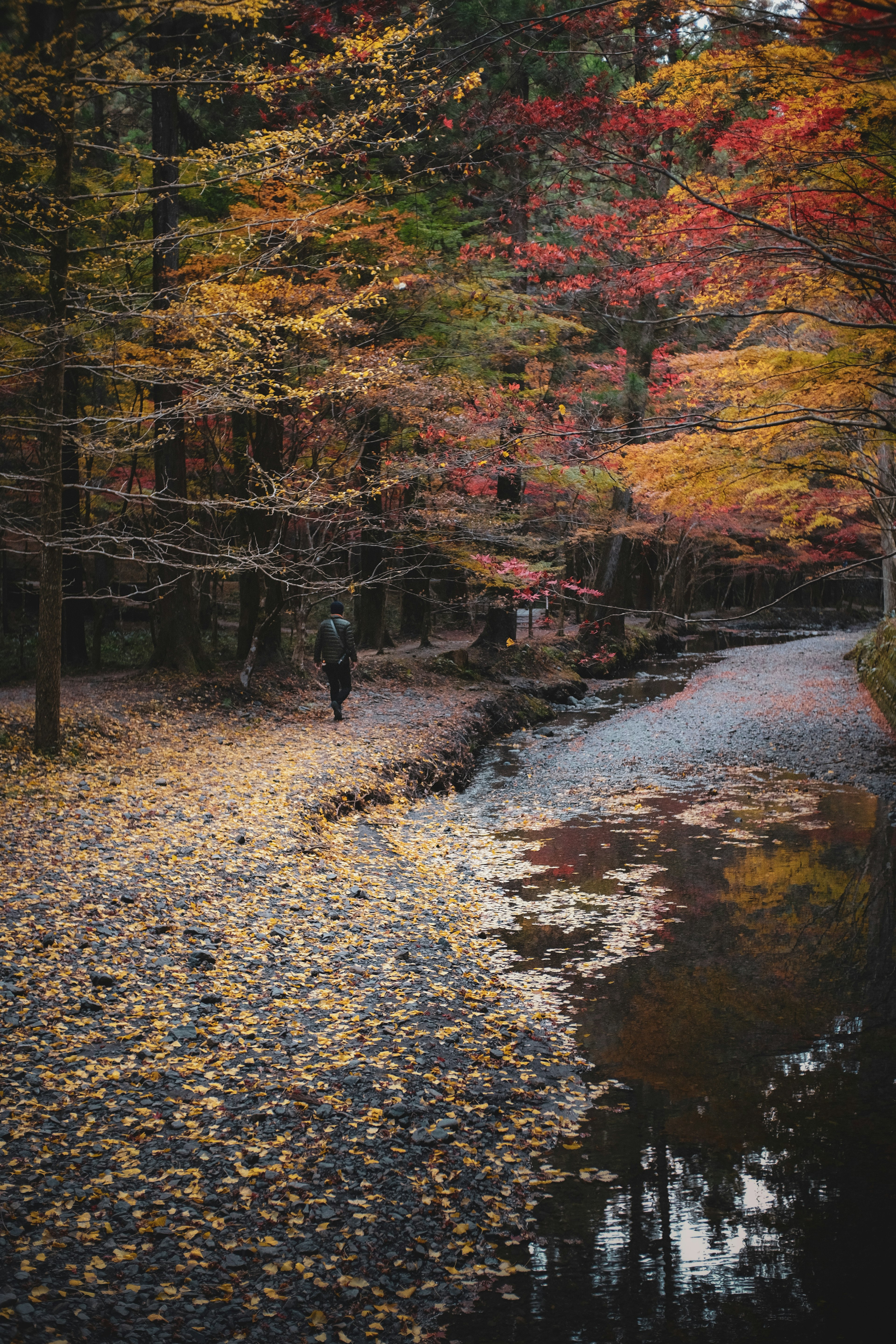 Un chemin entouré de feuillage d'automne et d'un ruisseau serein