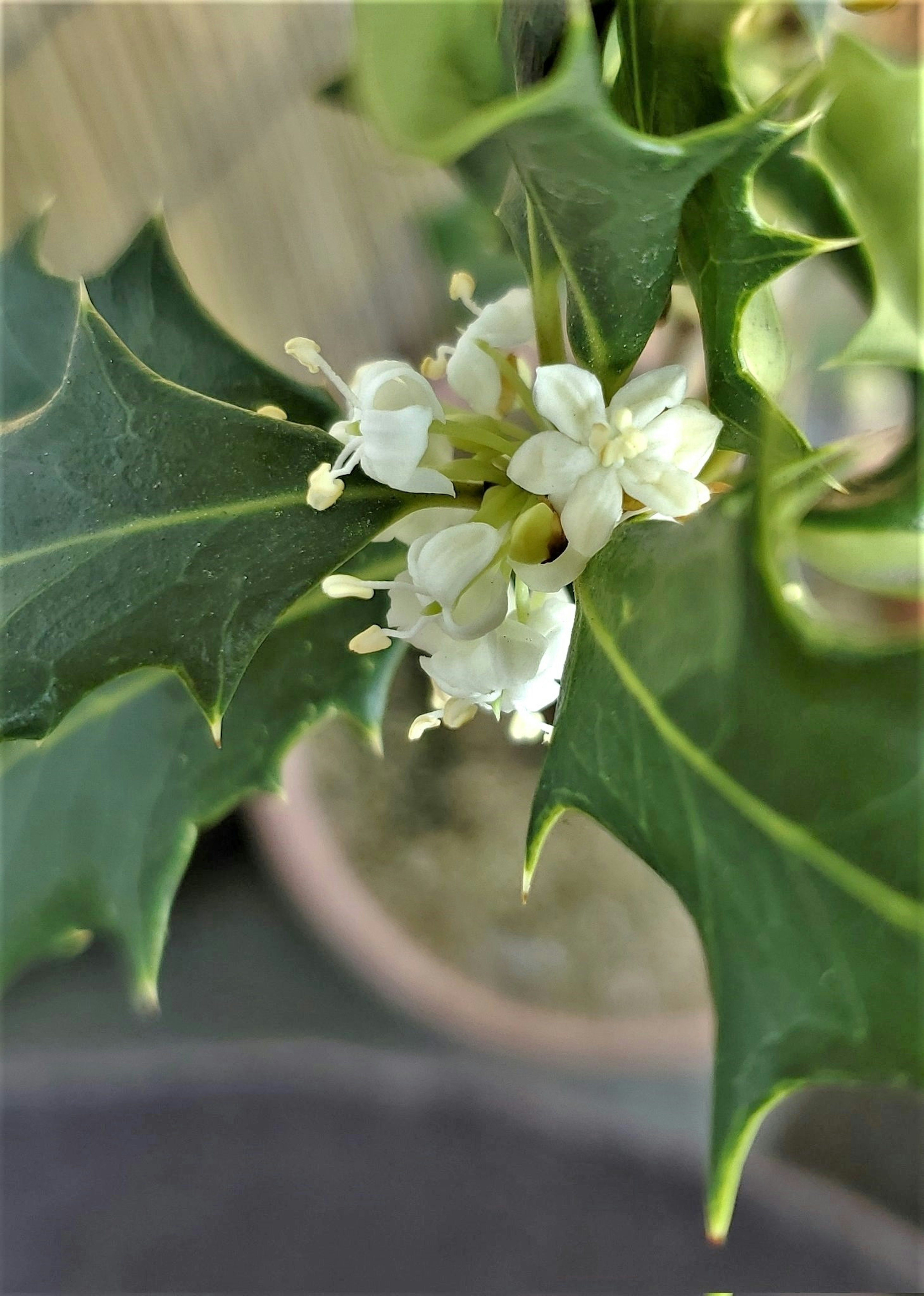 Close-up daun holly dengan bunga putih