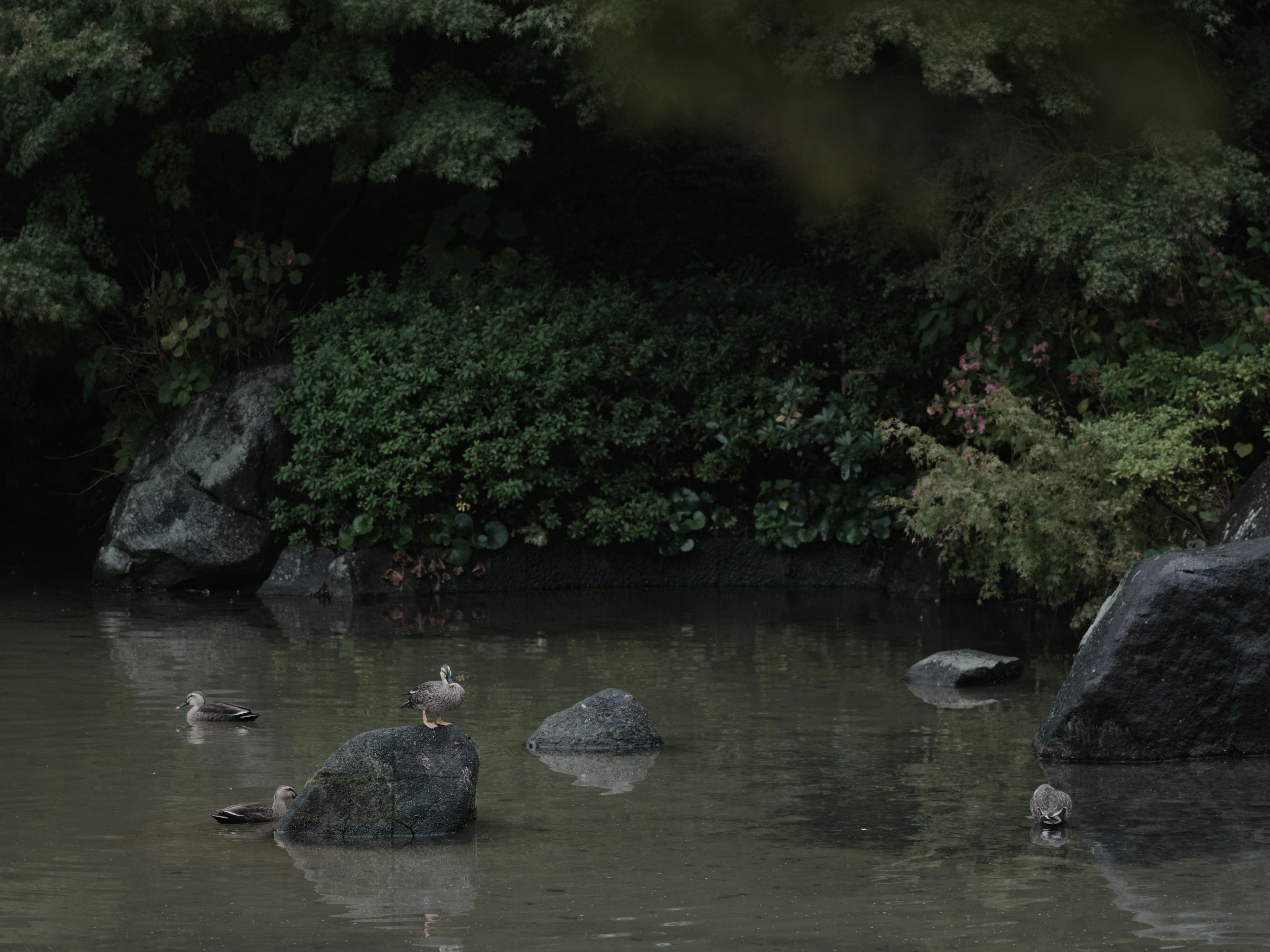 池に浮かぶ鴨と岩の風景 緑の植物に囲まれた静かな環境