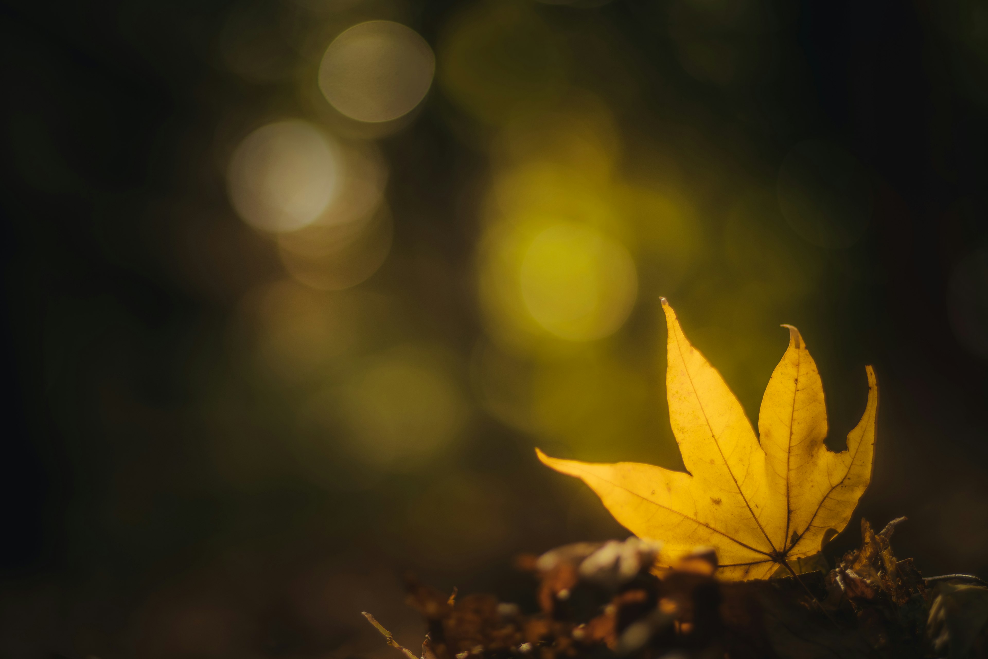 A vibrant yellow autumn leaf resting on blurred green forest background