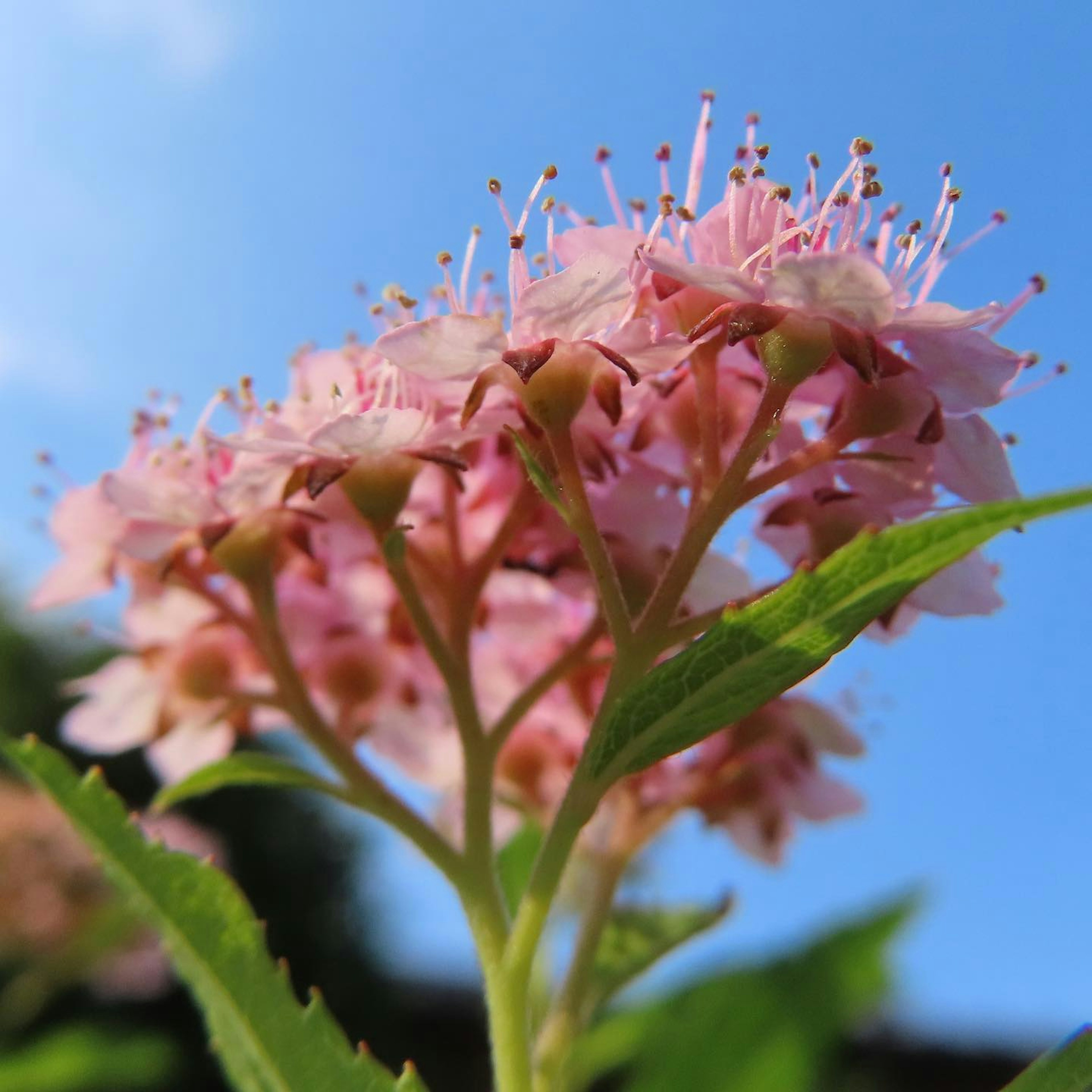 Primo piano di fiori rosa vivaci contro un cielo blu