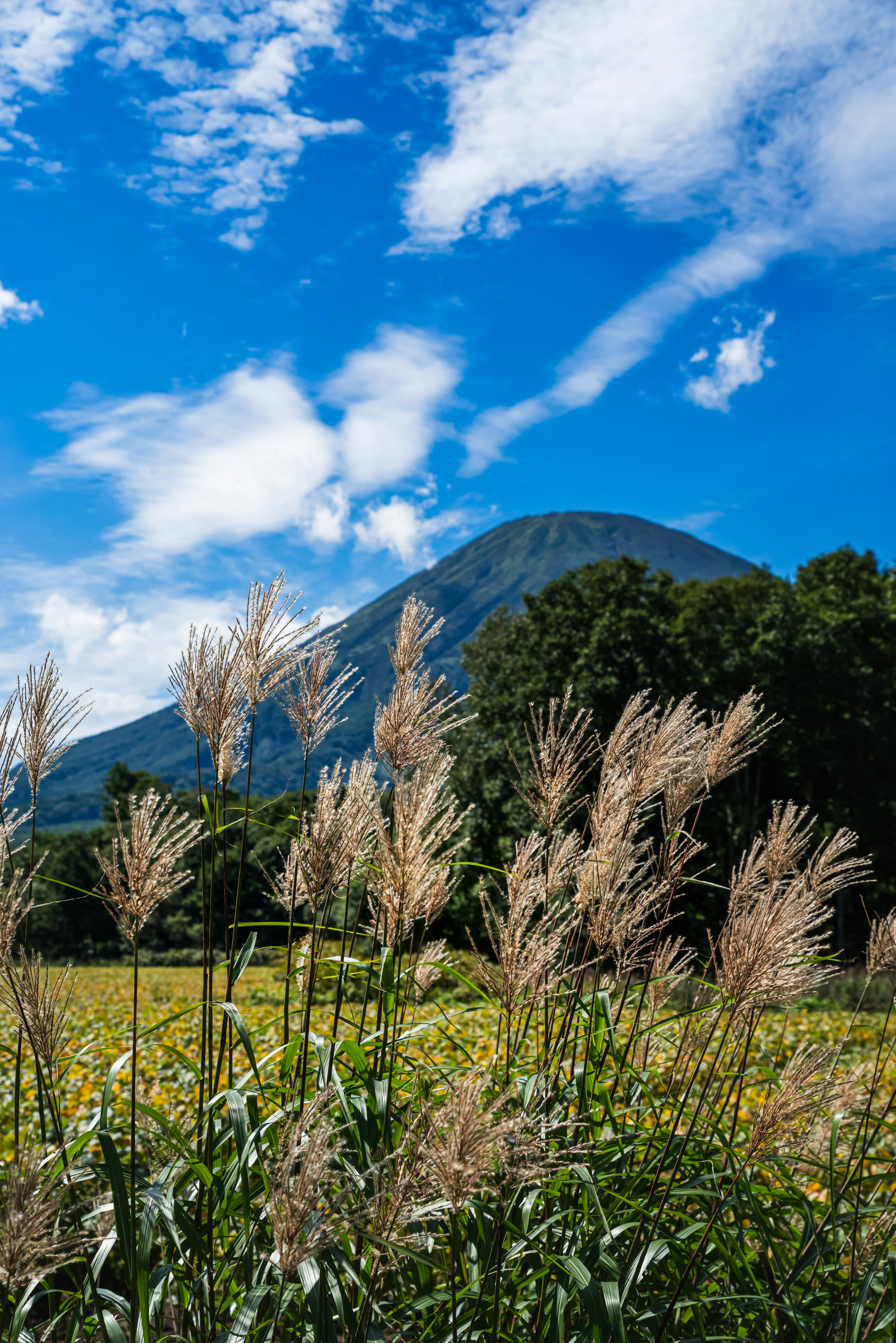 青空の下に広がる山と穂が揺れる草原