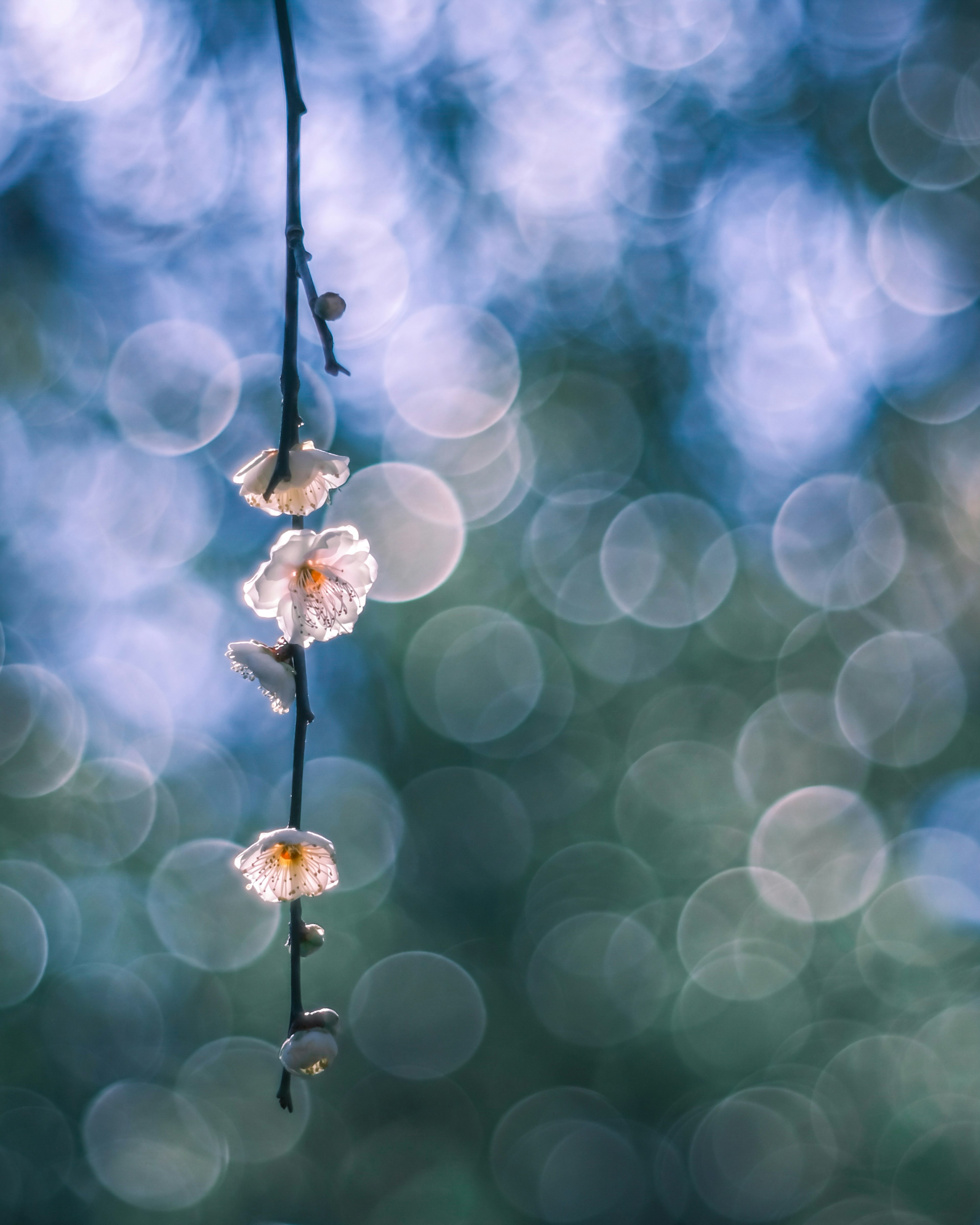 Bunga halus tergantung dari cabang dengan latar belakang bokeh biru