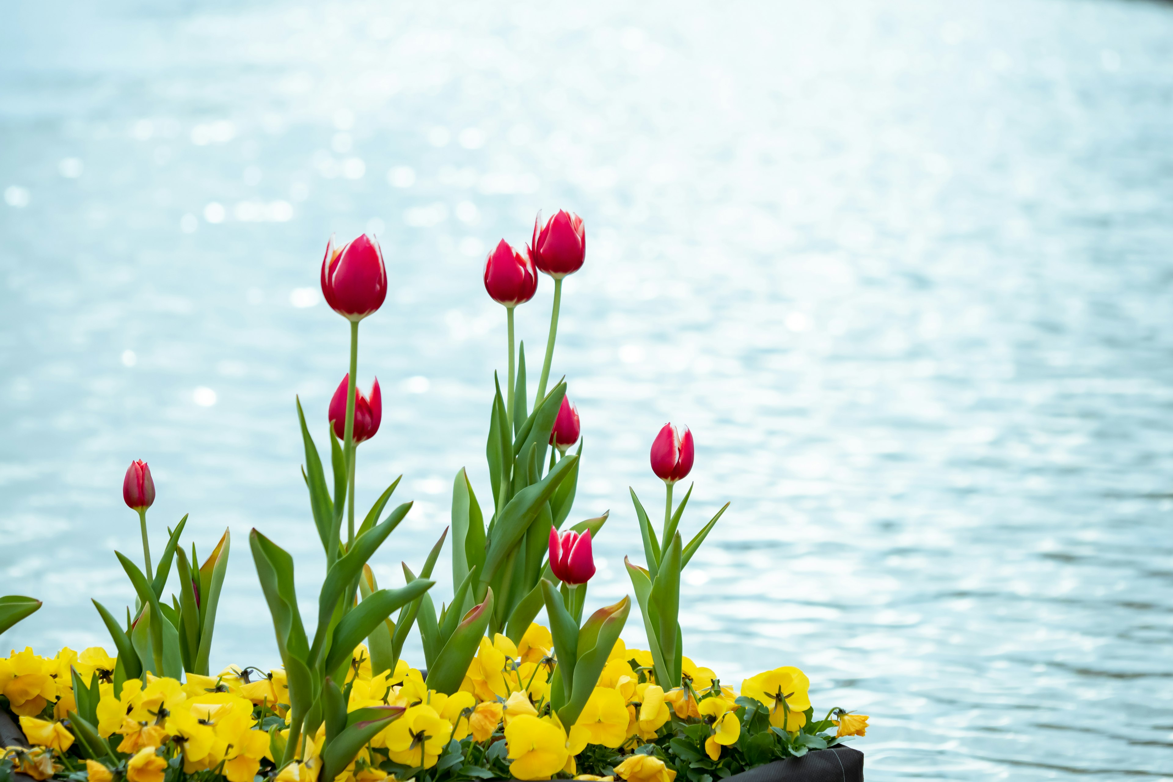 Red tulips and yellow flowers blooming near the water's edge