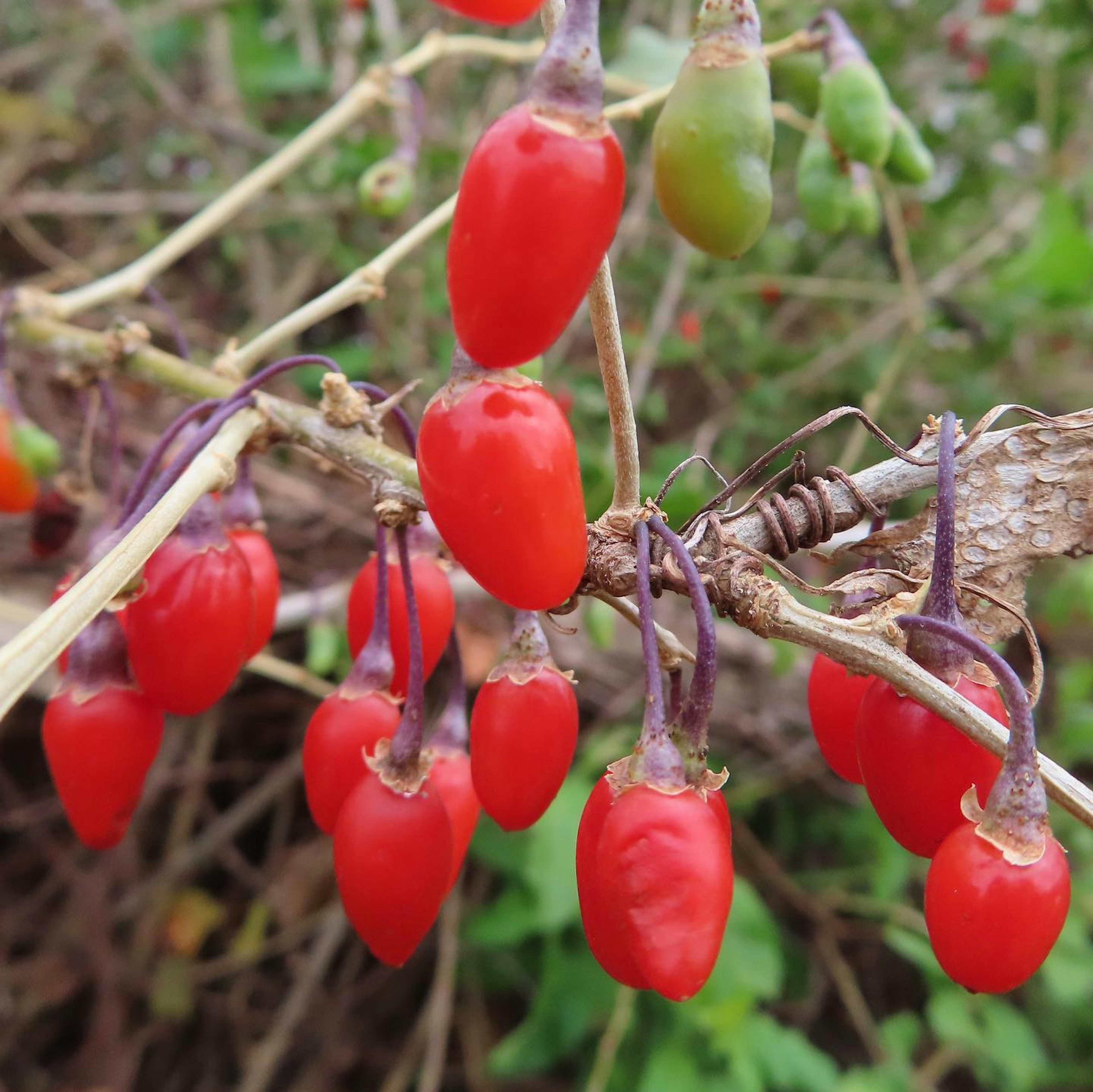 Zweig mit Gruppen von leuchtend roten Beeren