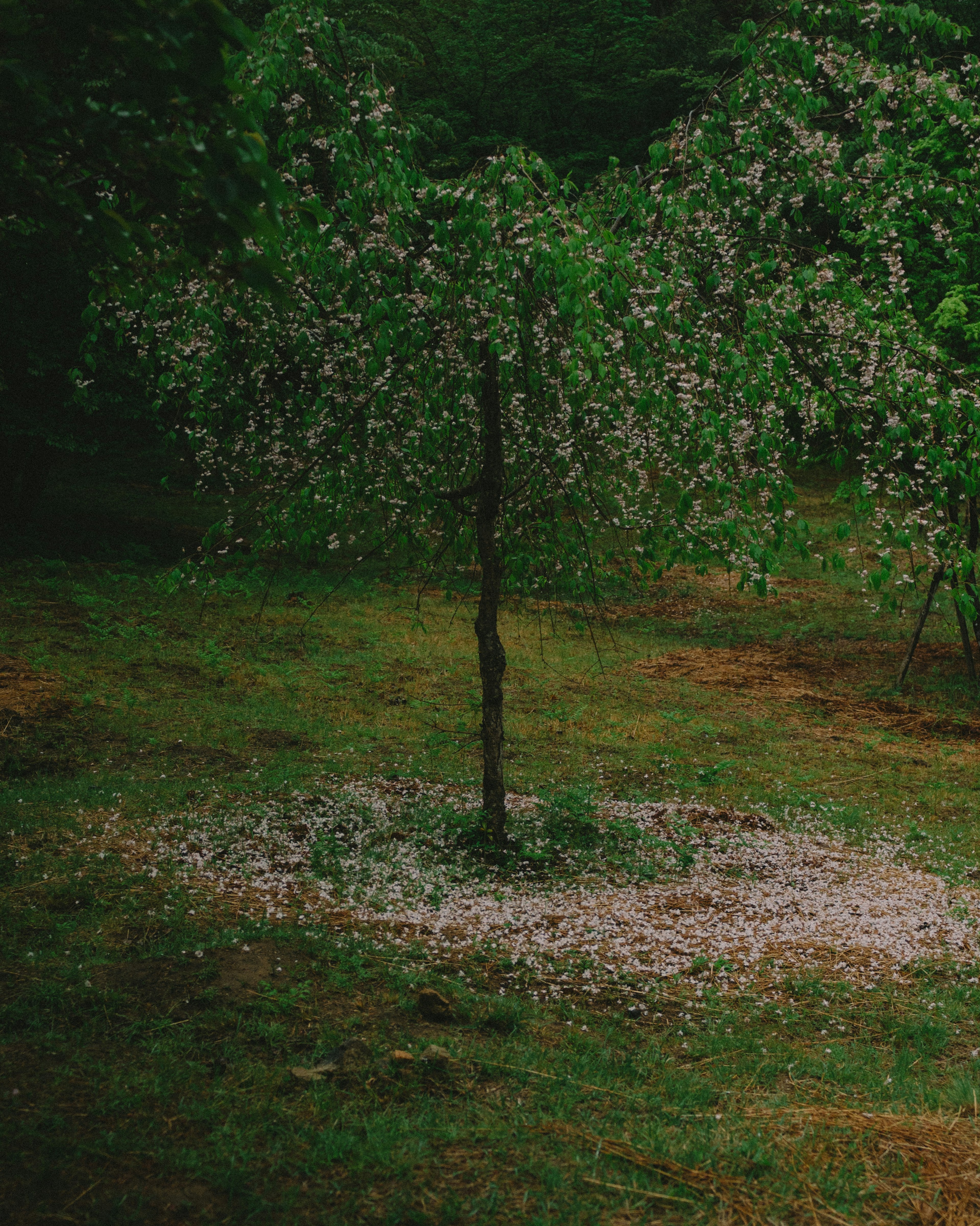 A tree with green leaves and blooming flowers surrounded by scattered white petals