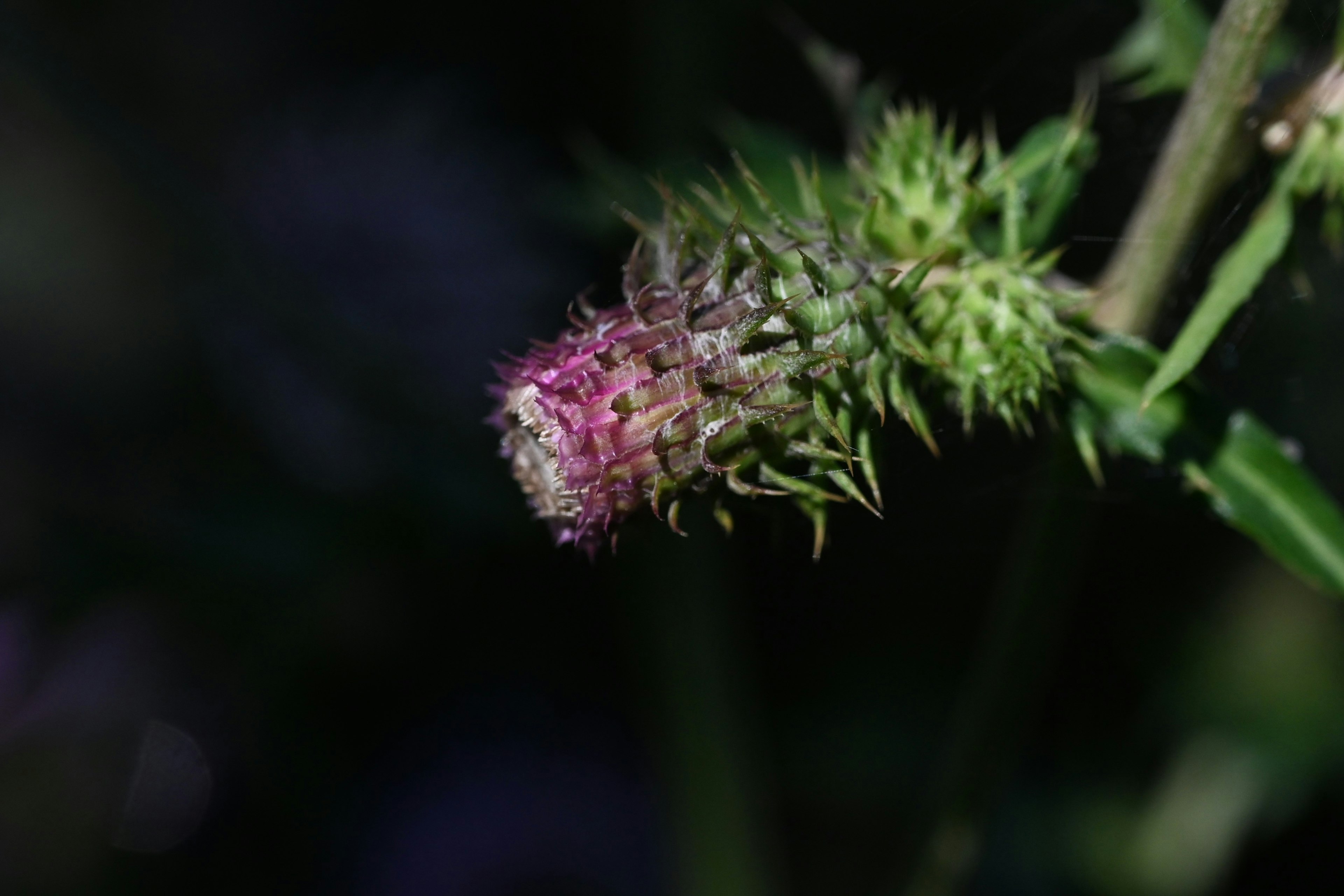 紫色の花のつぼみと緑の葉が特徴的な植物のクローズアップ