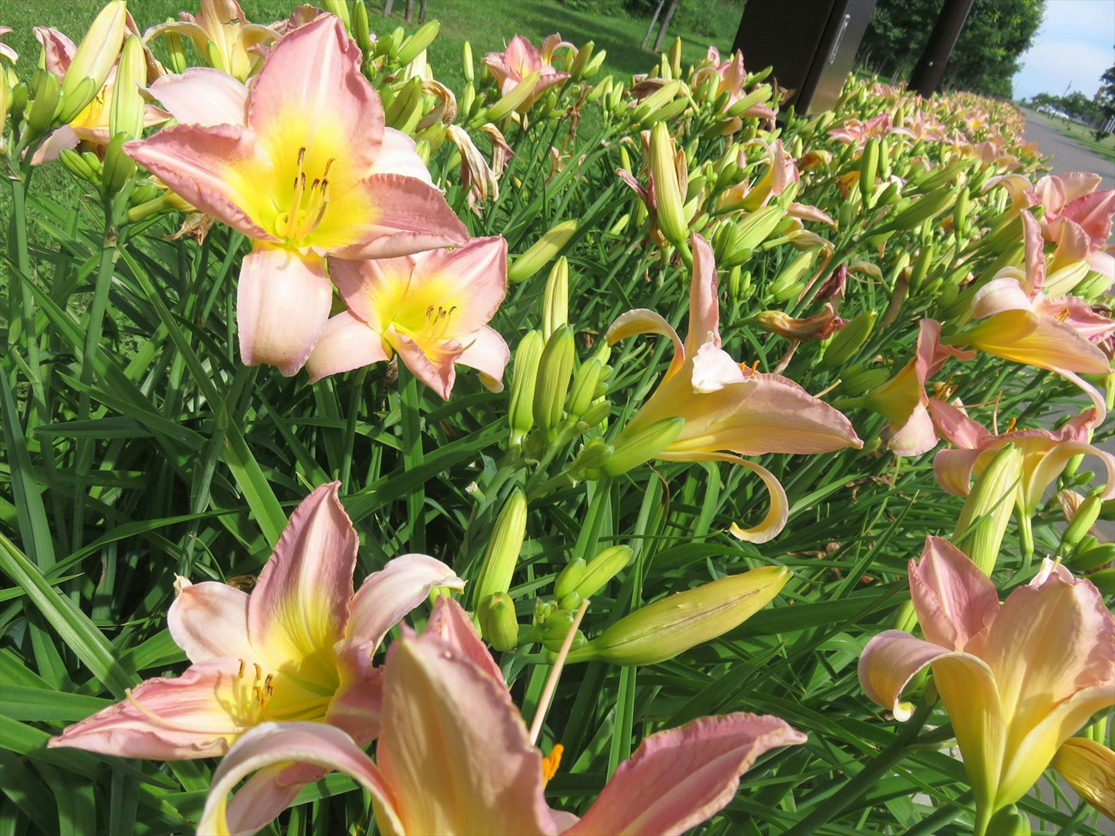 淡いピンクの花と緑色の葉がある日々草の群生