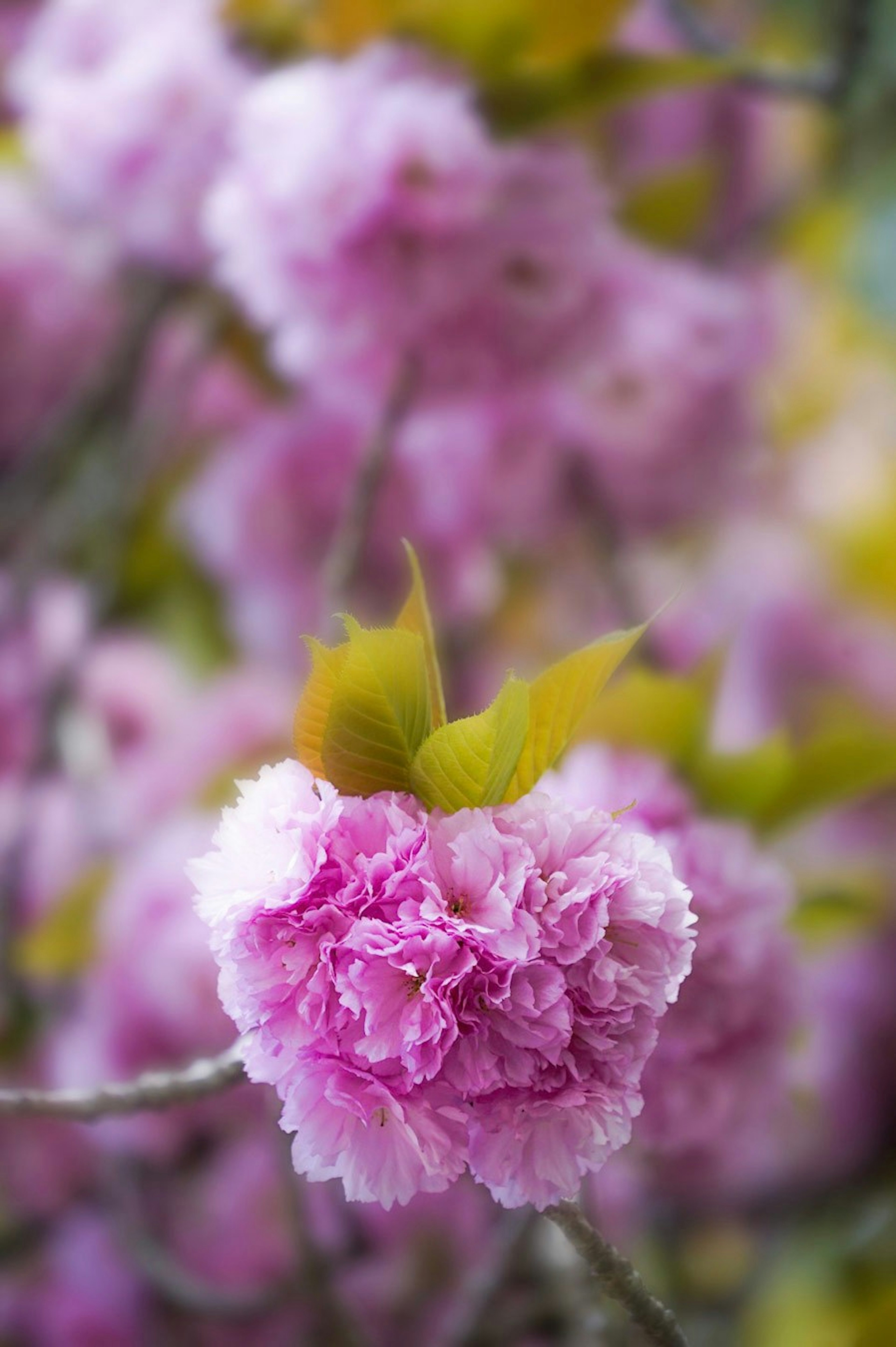 Beautiful pink flowers blooming on a spring tree branch