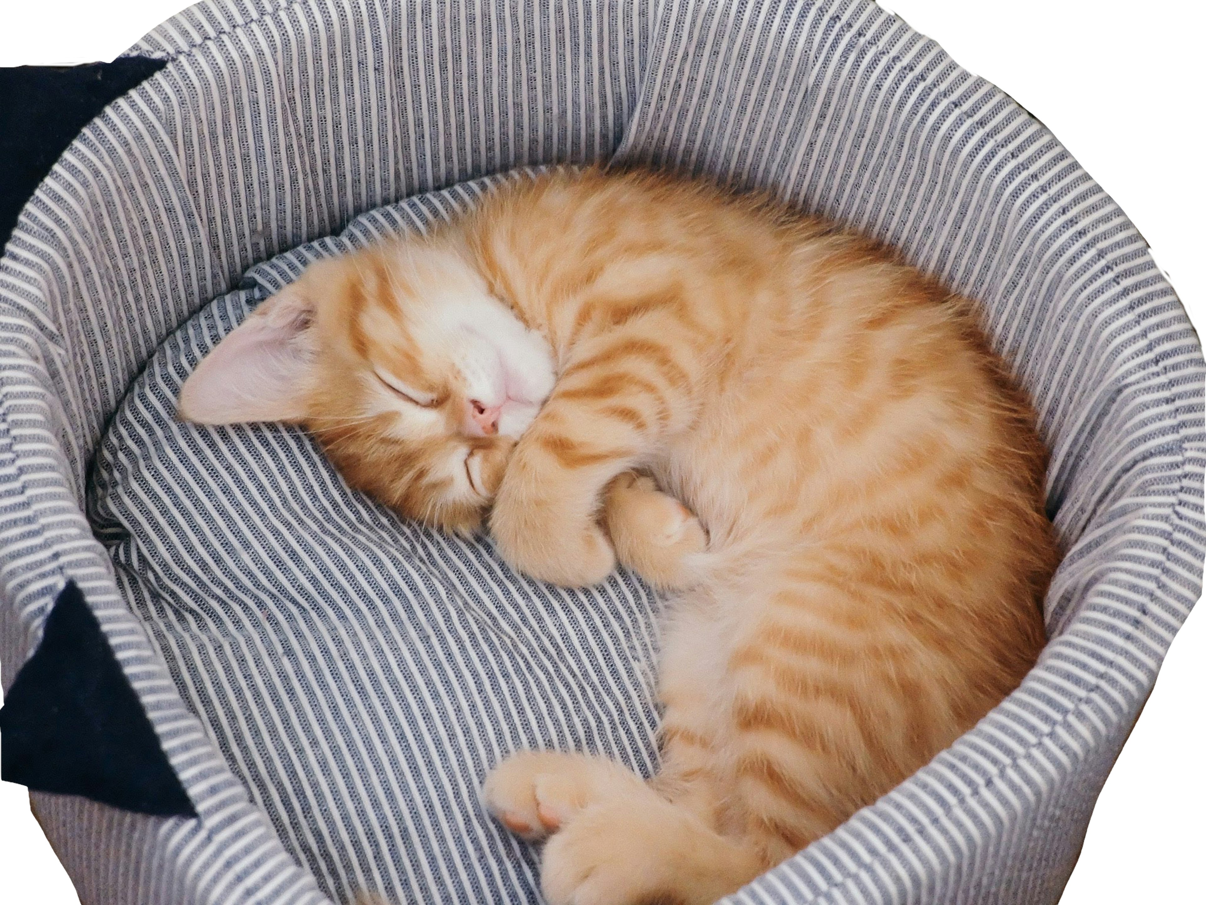 Sleeping orange kitten in a striped bed