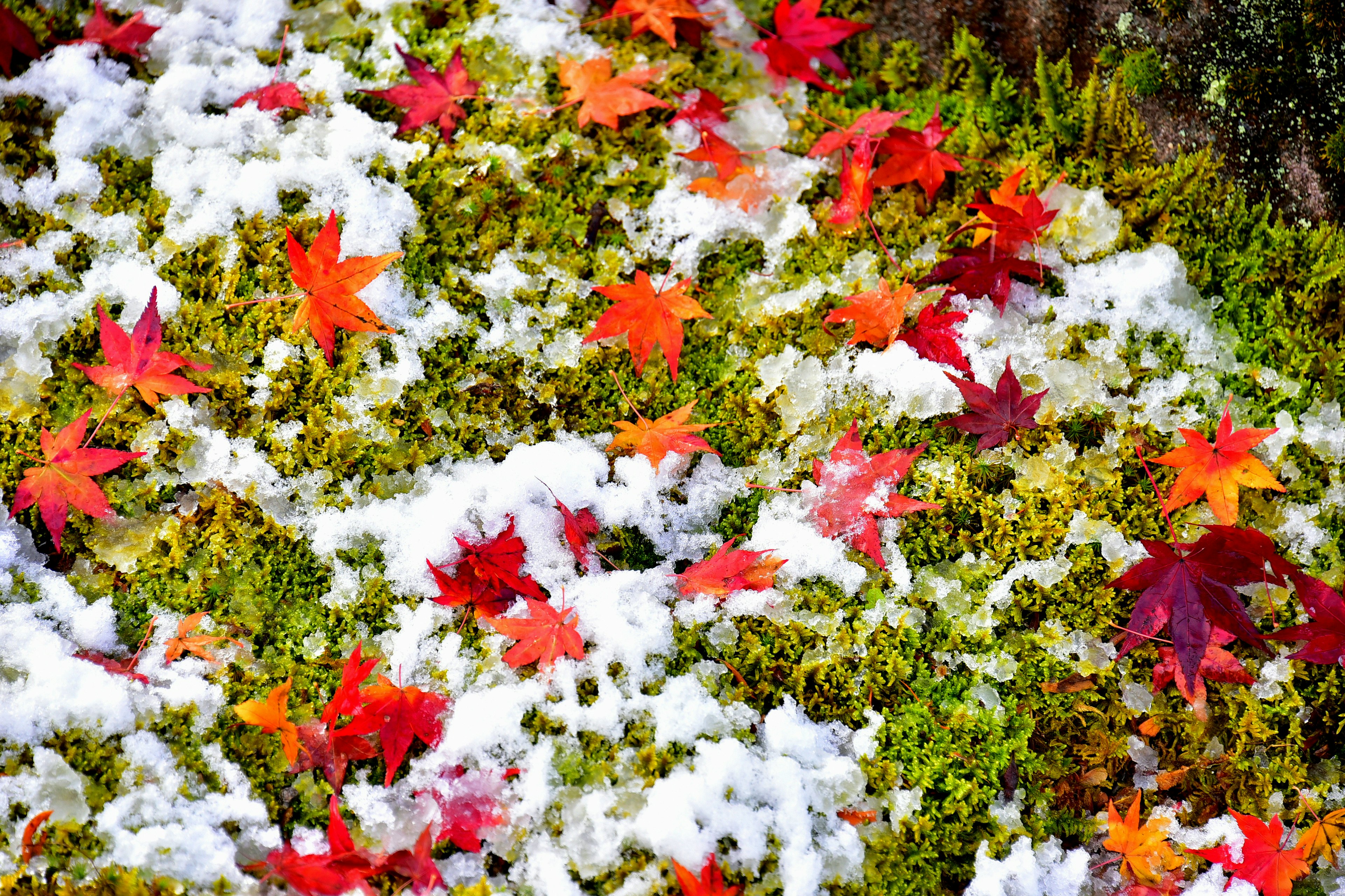 カラフルな紅葉が雪の上に散らばる風景