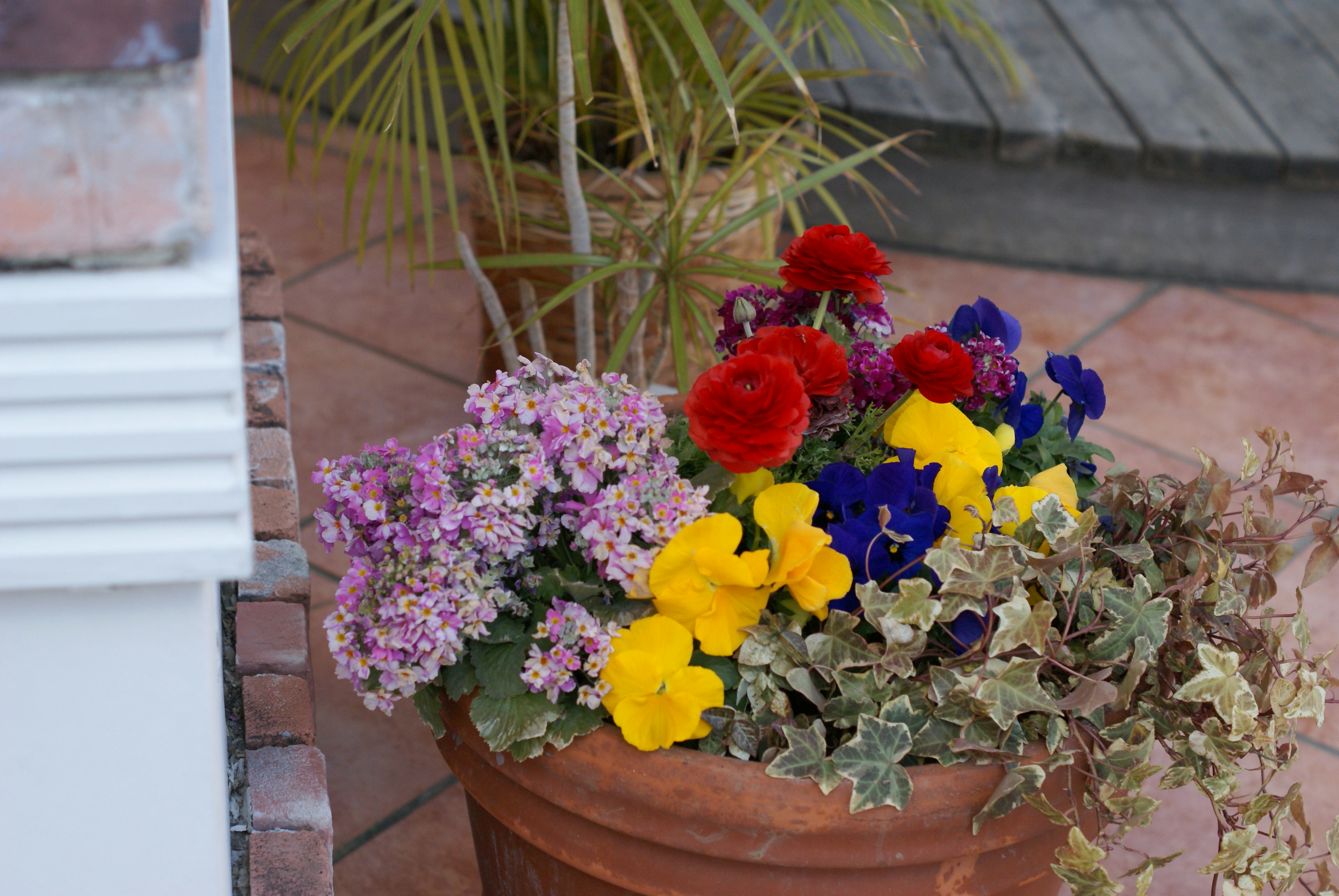 Colorful flower pot with blooming flowers