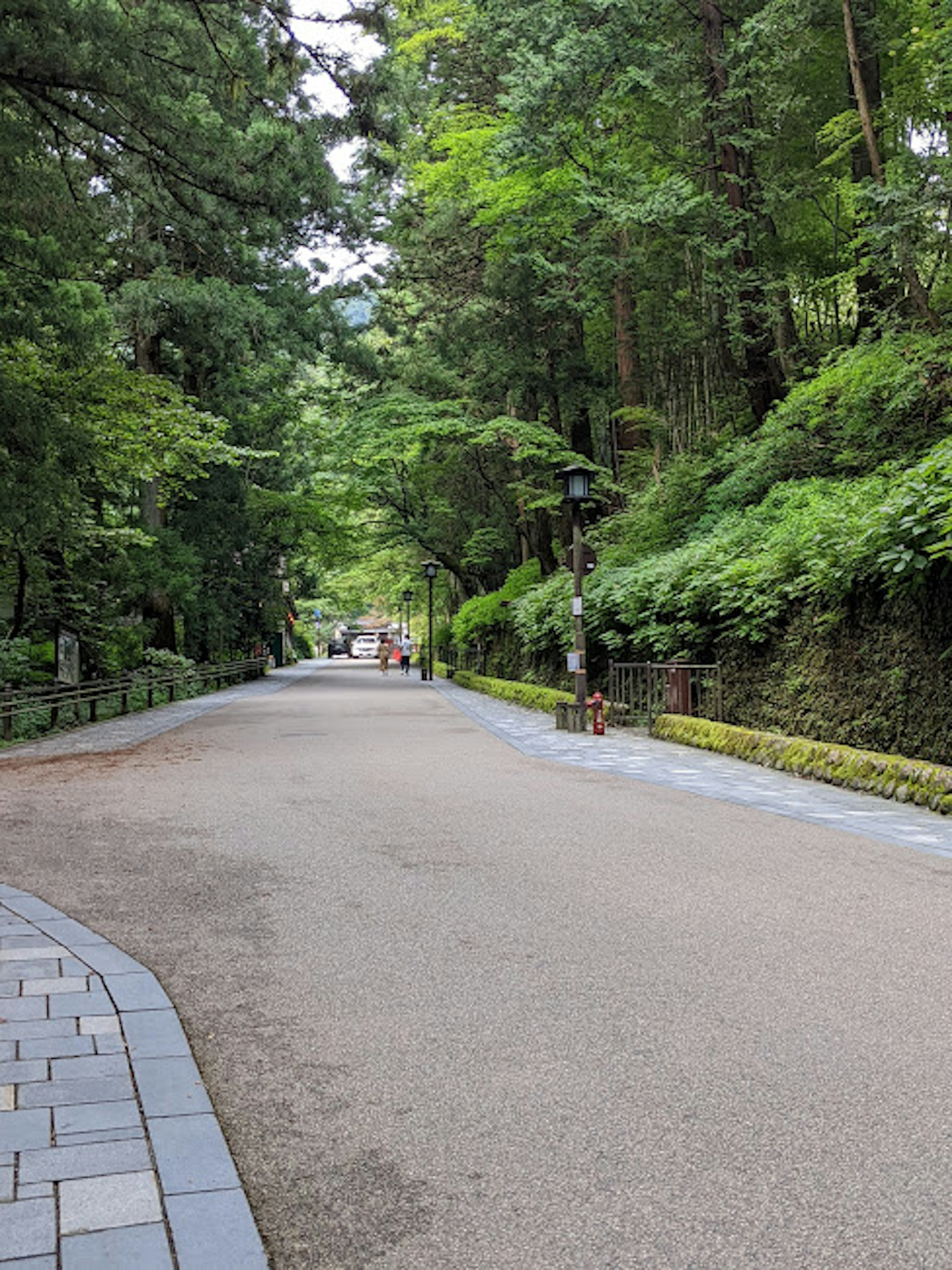 緑豊かな森に囲まれた静かな道