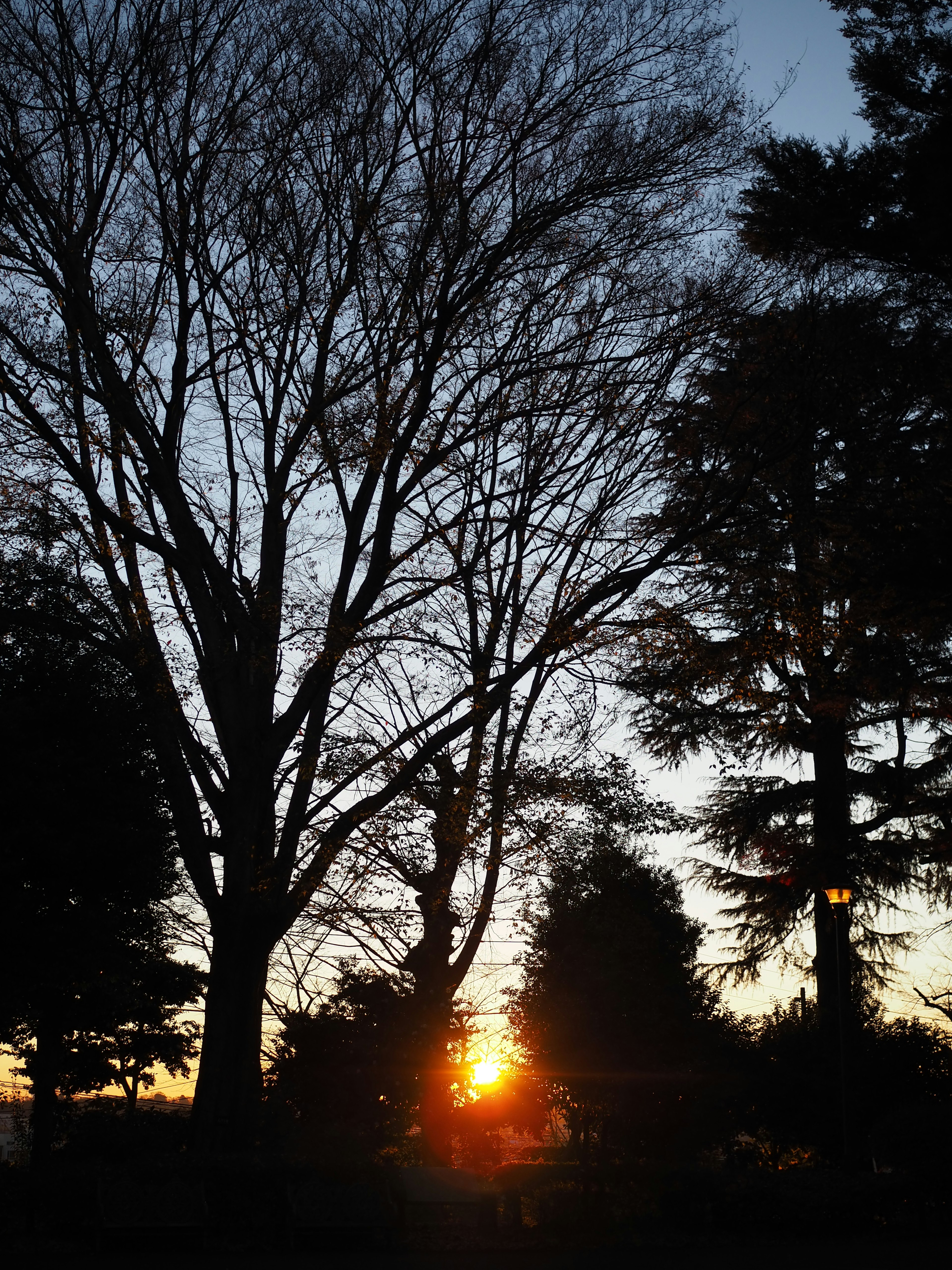 Silhouette von Bäumen vor einem Sonnenuntergang