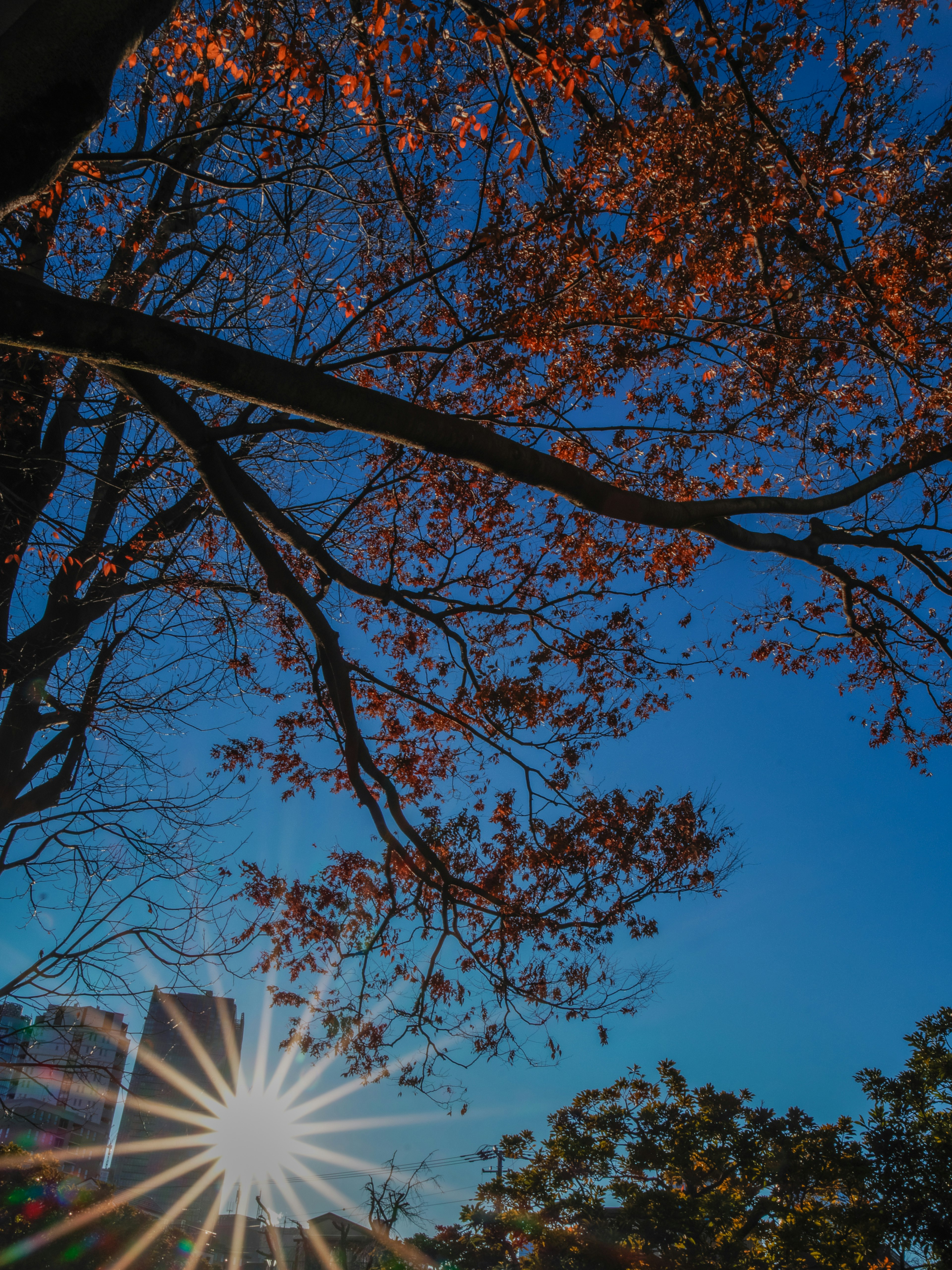 Autumn tree branches under a blue sky with a sunset