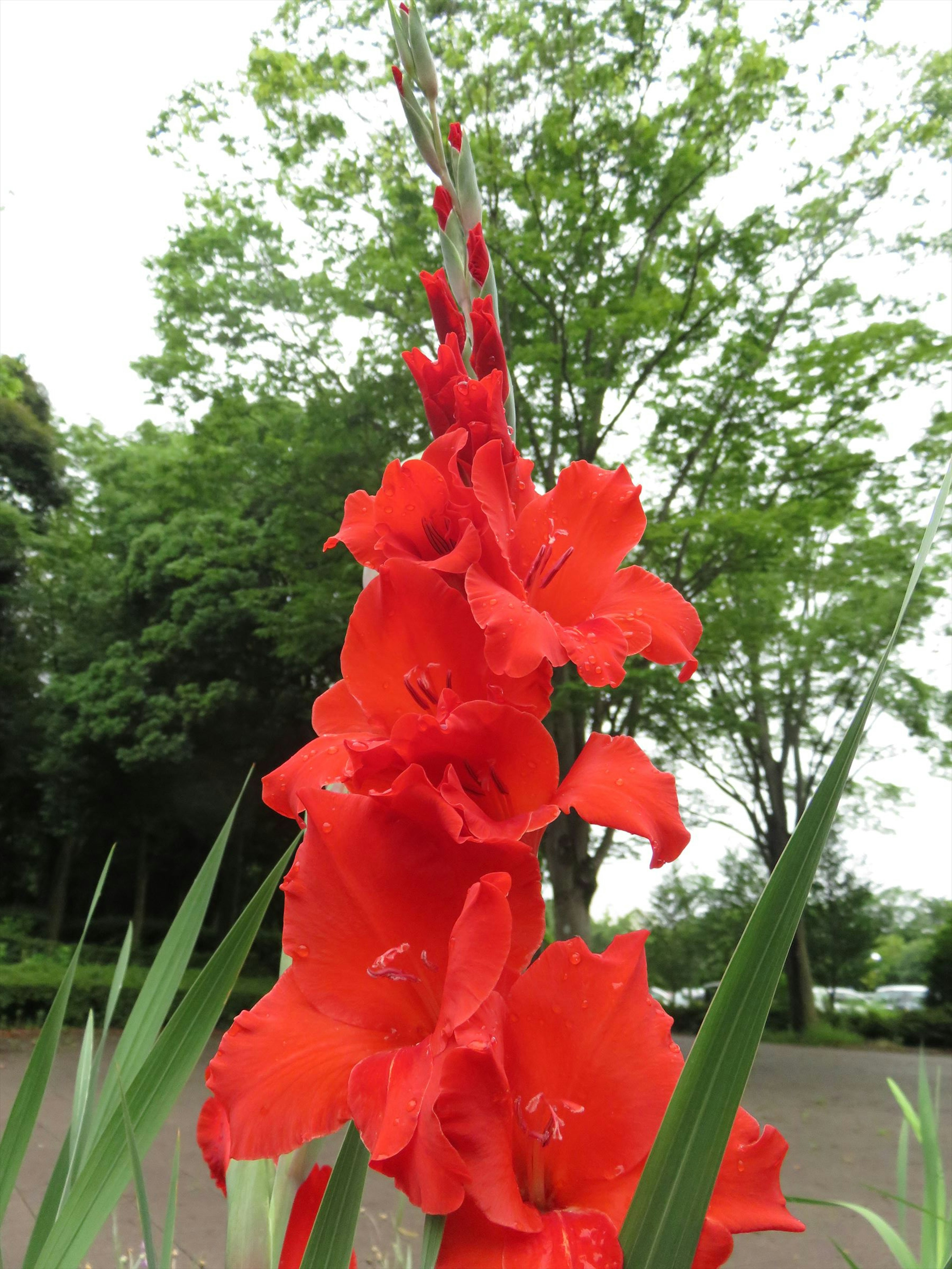 Lebendige rote Gladiolenblüte mit grünen Blättern im Hintergrund