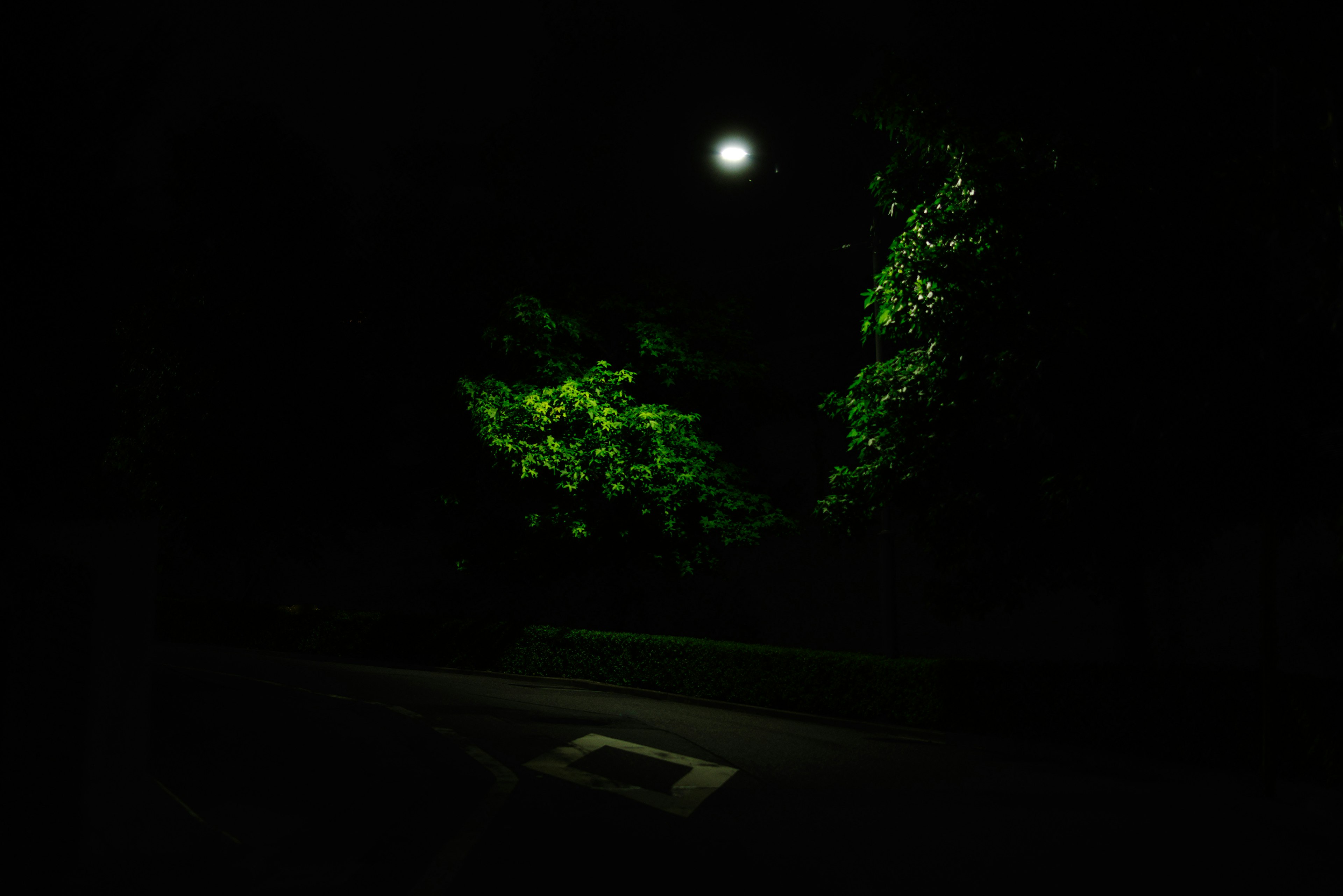 Una scena notturna con una luna brillante che illumina il fogliame verde