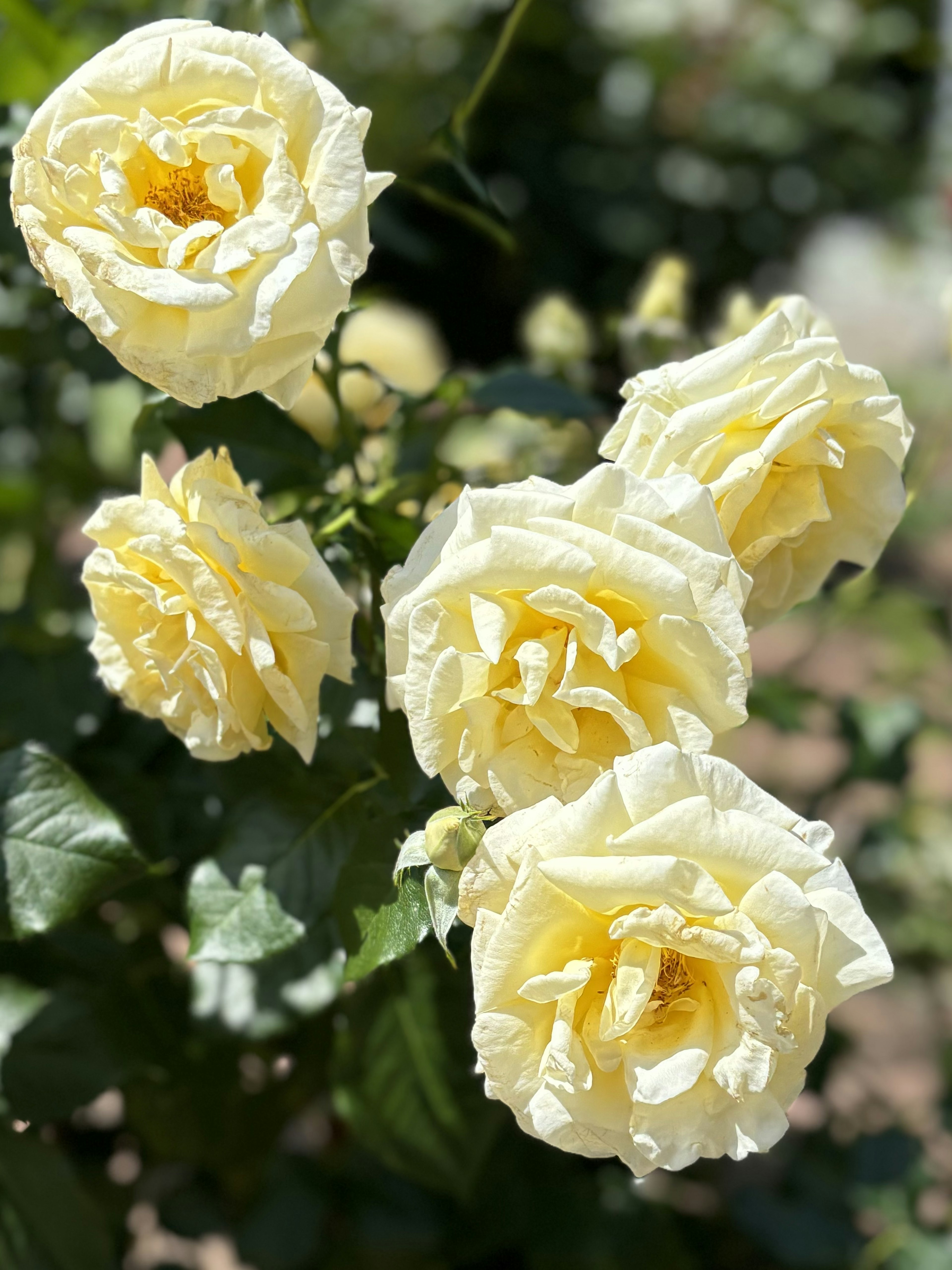 淡い黄色のバラの花が咲いている様子