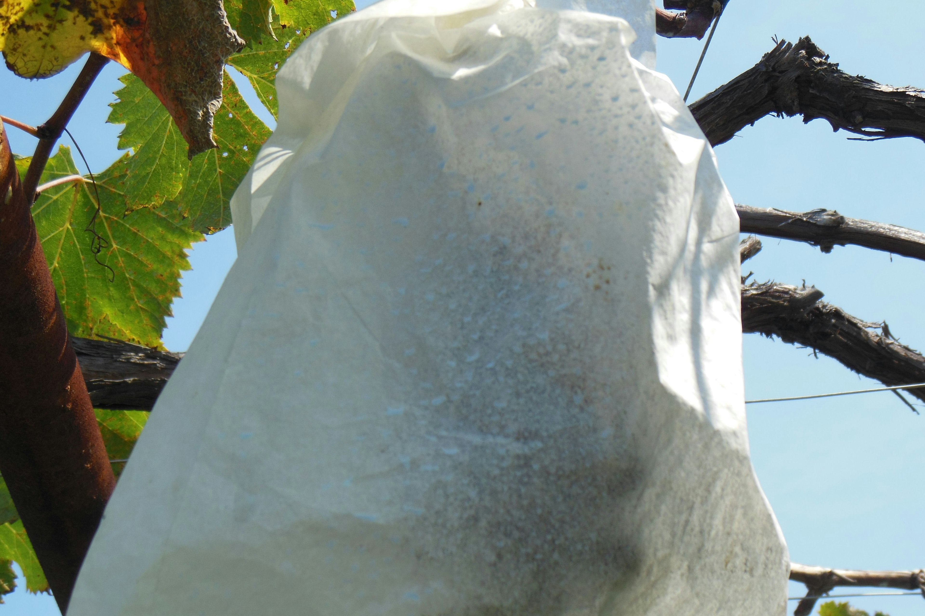 White bag hanging on a grapevine