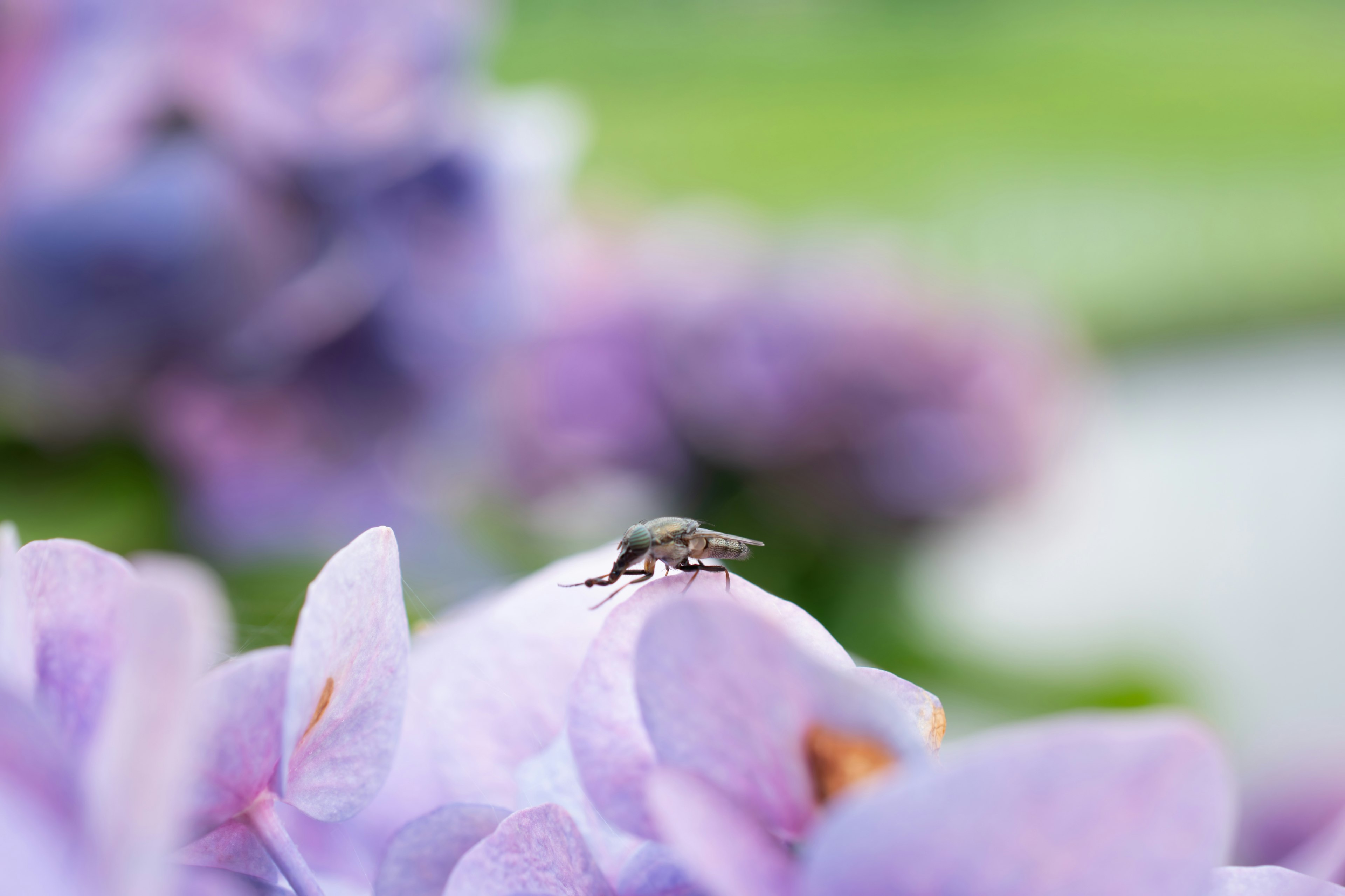 Primo piano di un piccolo insetto su un fiore viola