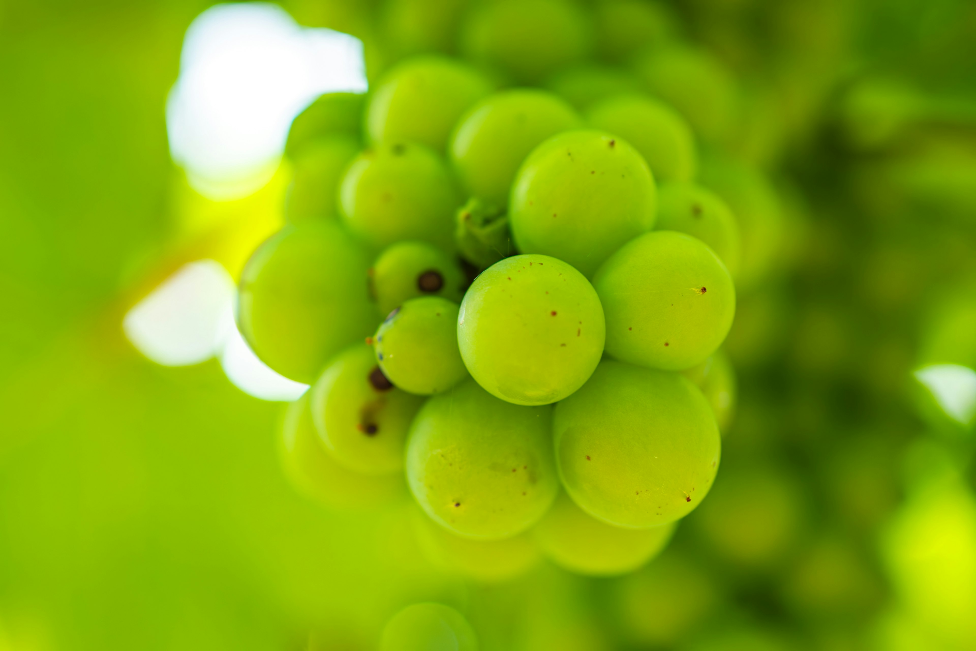 Grappes de raisins verts sur un fond vert