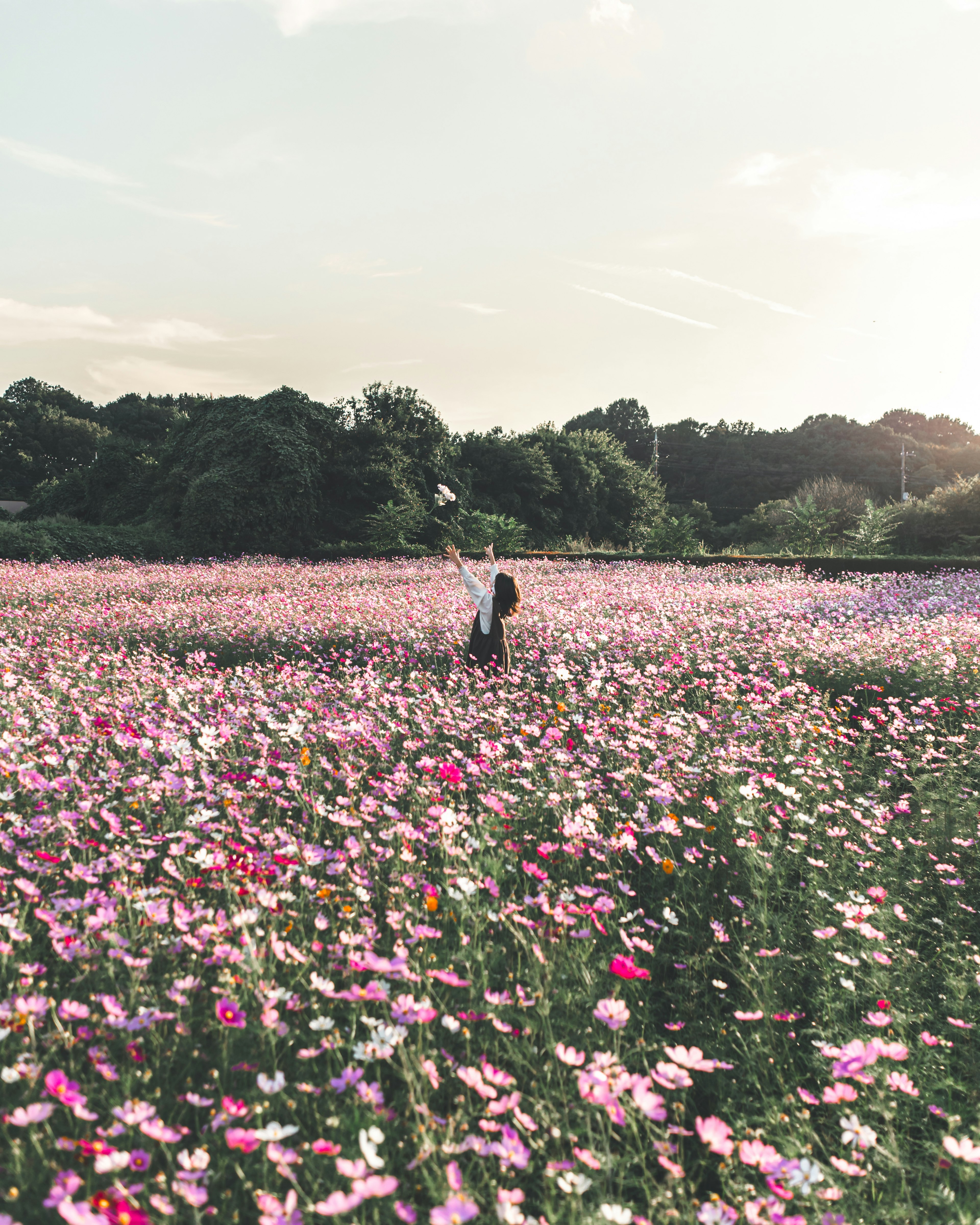 広がる花畑の中で立つ人