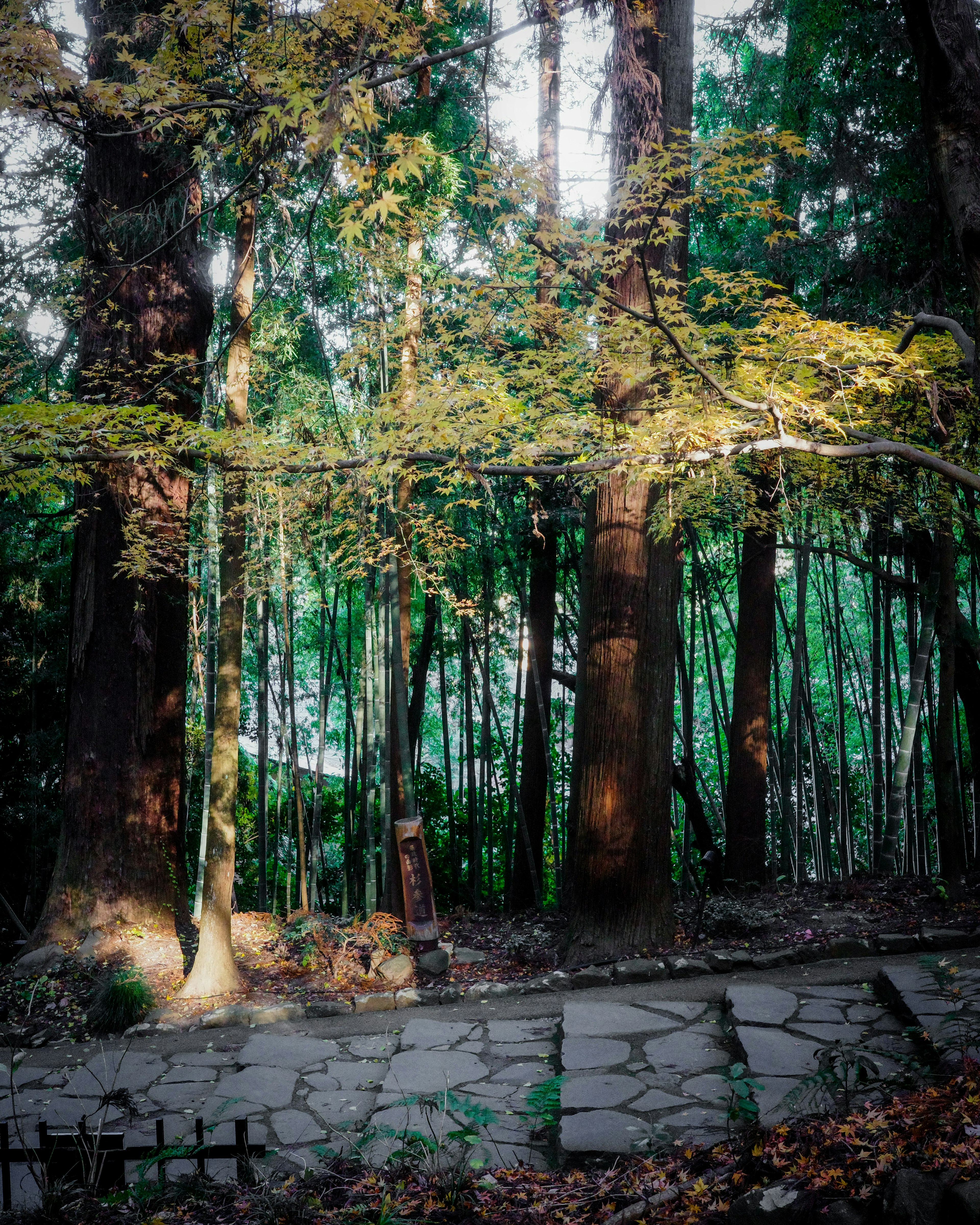 Chemin en pierre à travers une forêt verdoyante avec la lumière du soleil filtrant à travers les arbres