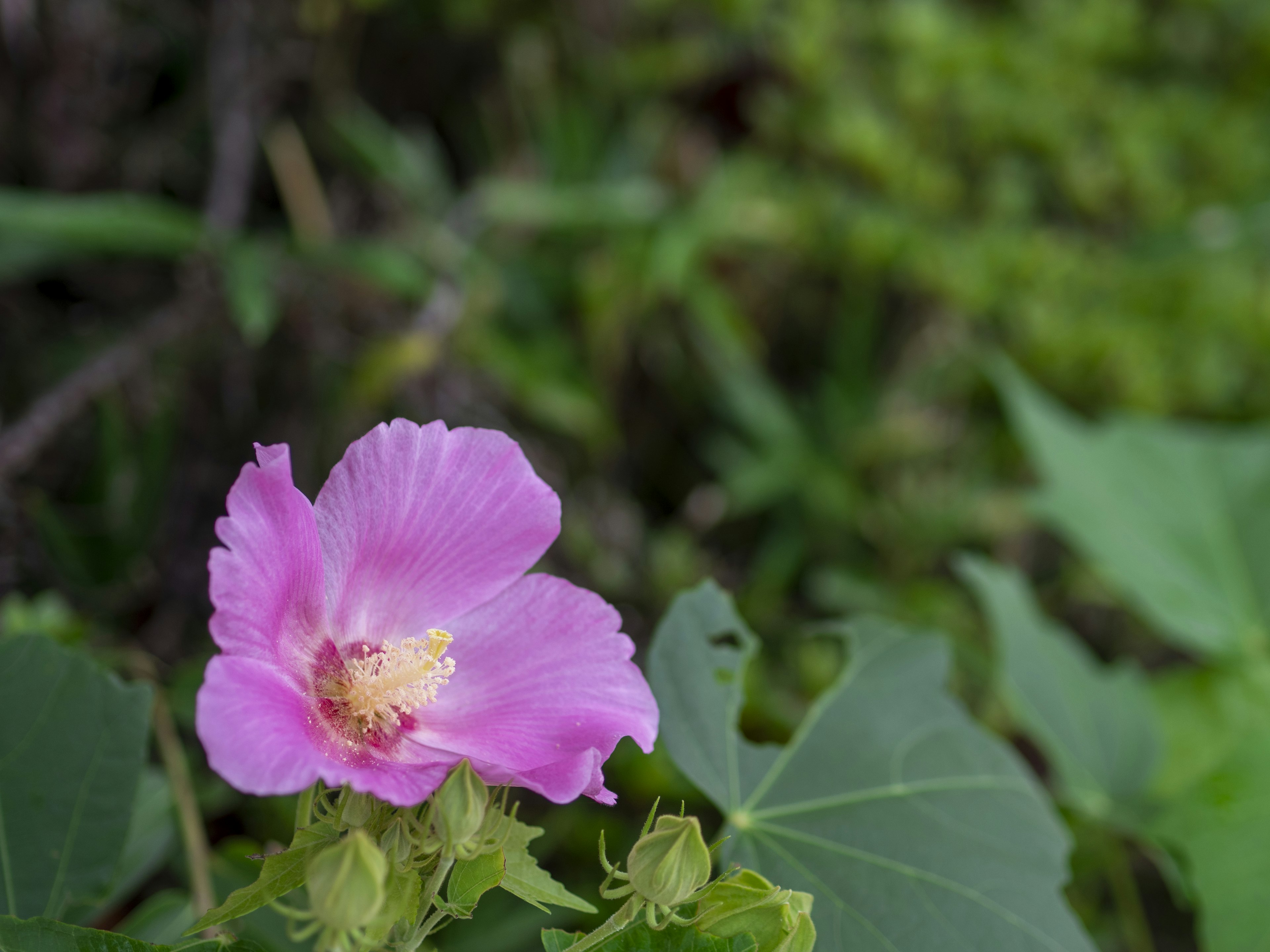 Sebuah bunga pink cerah dikelilingi daun hijau