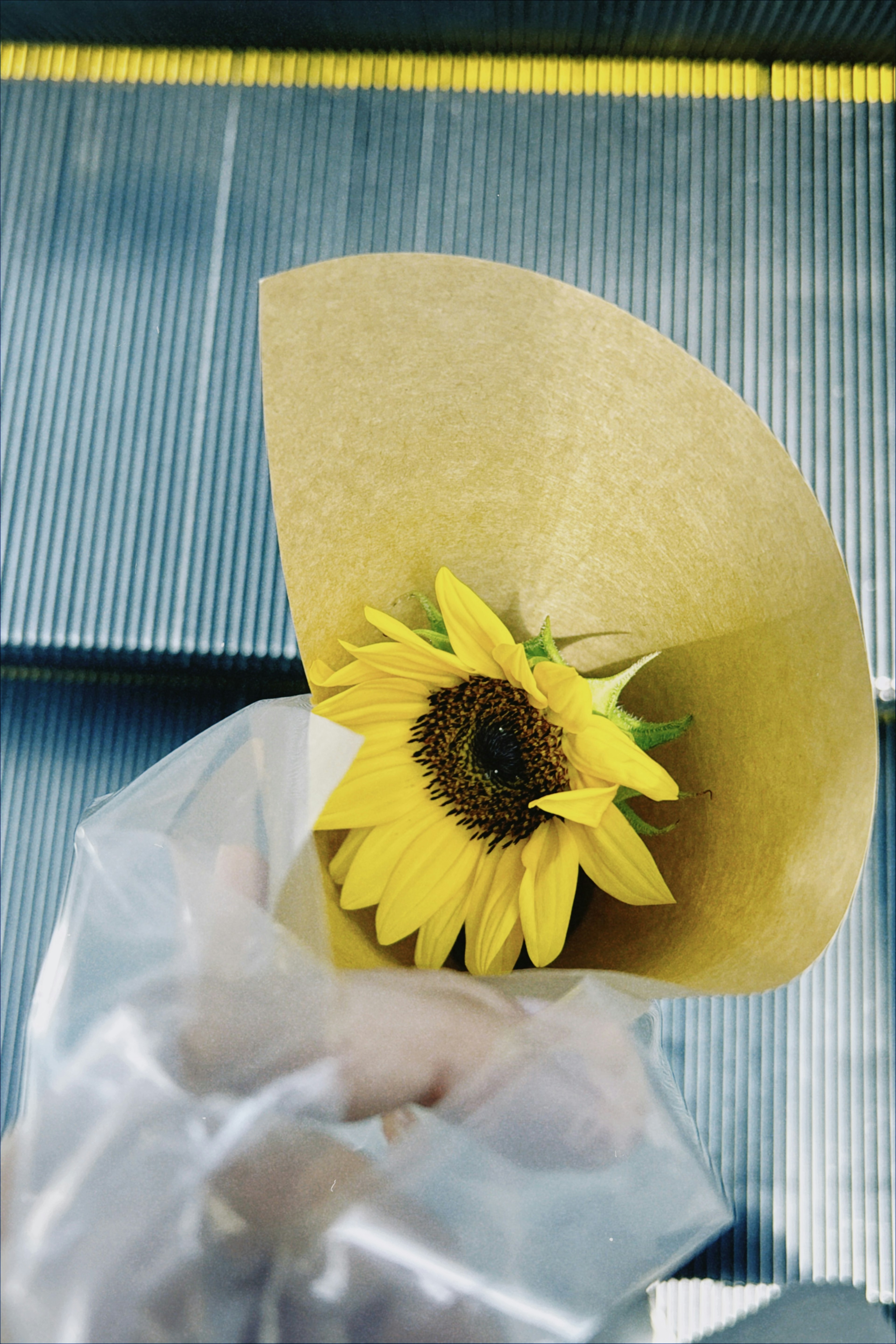 Un tournesol jaune enveloppé dans du papier brun