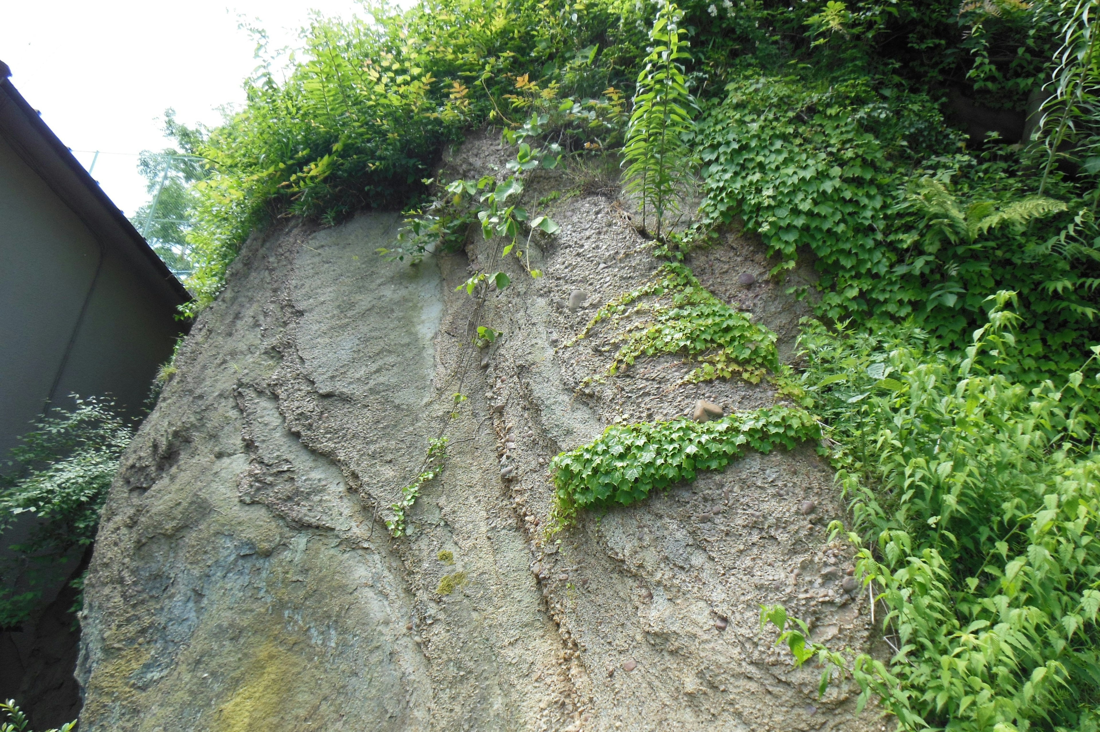 Una pared de tierra empinada cubierta de vegetación verde exuberante